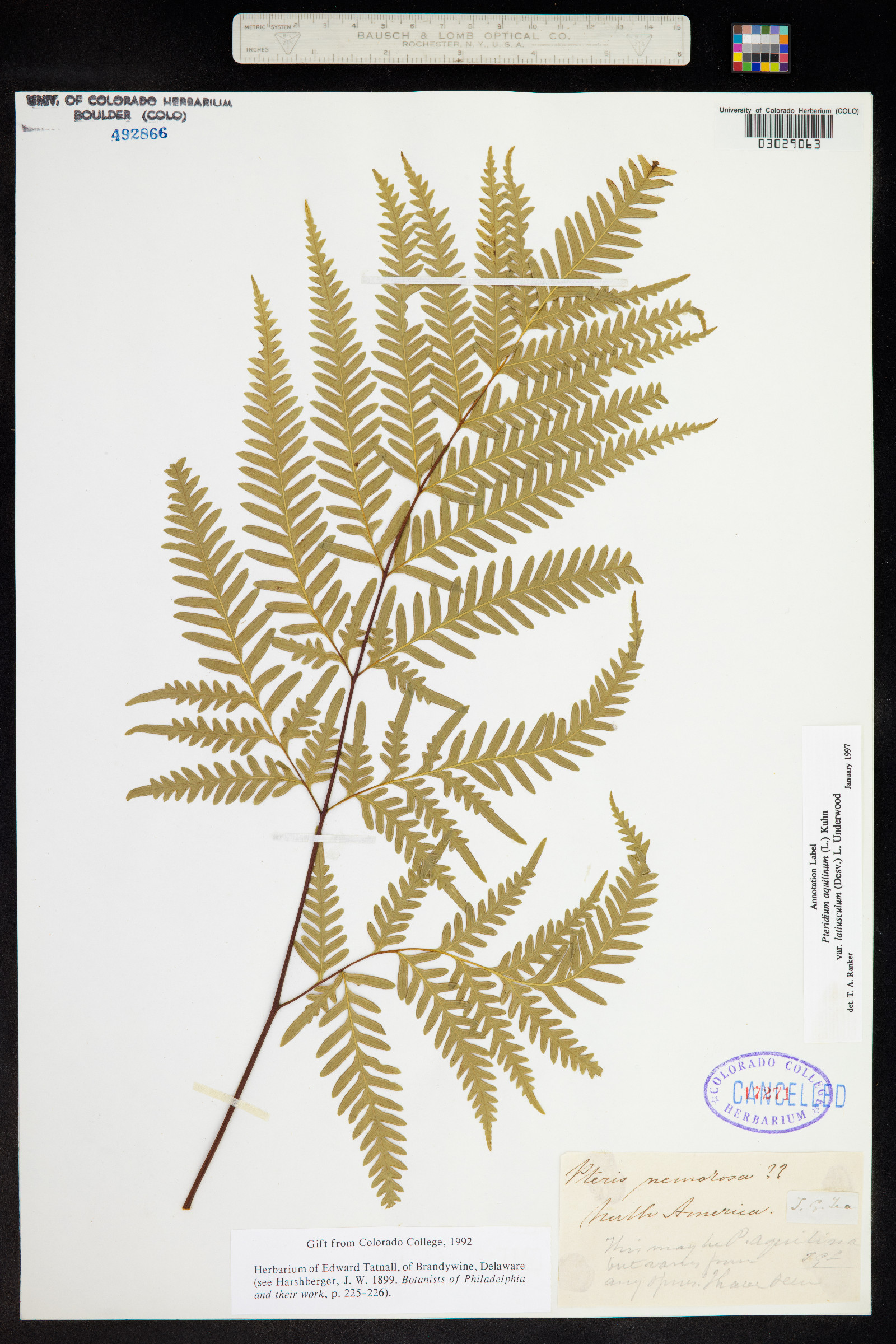 Pteridium aquilinum ssp. latiusculum image