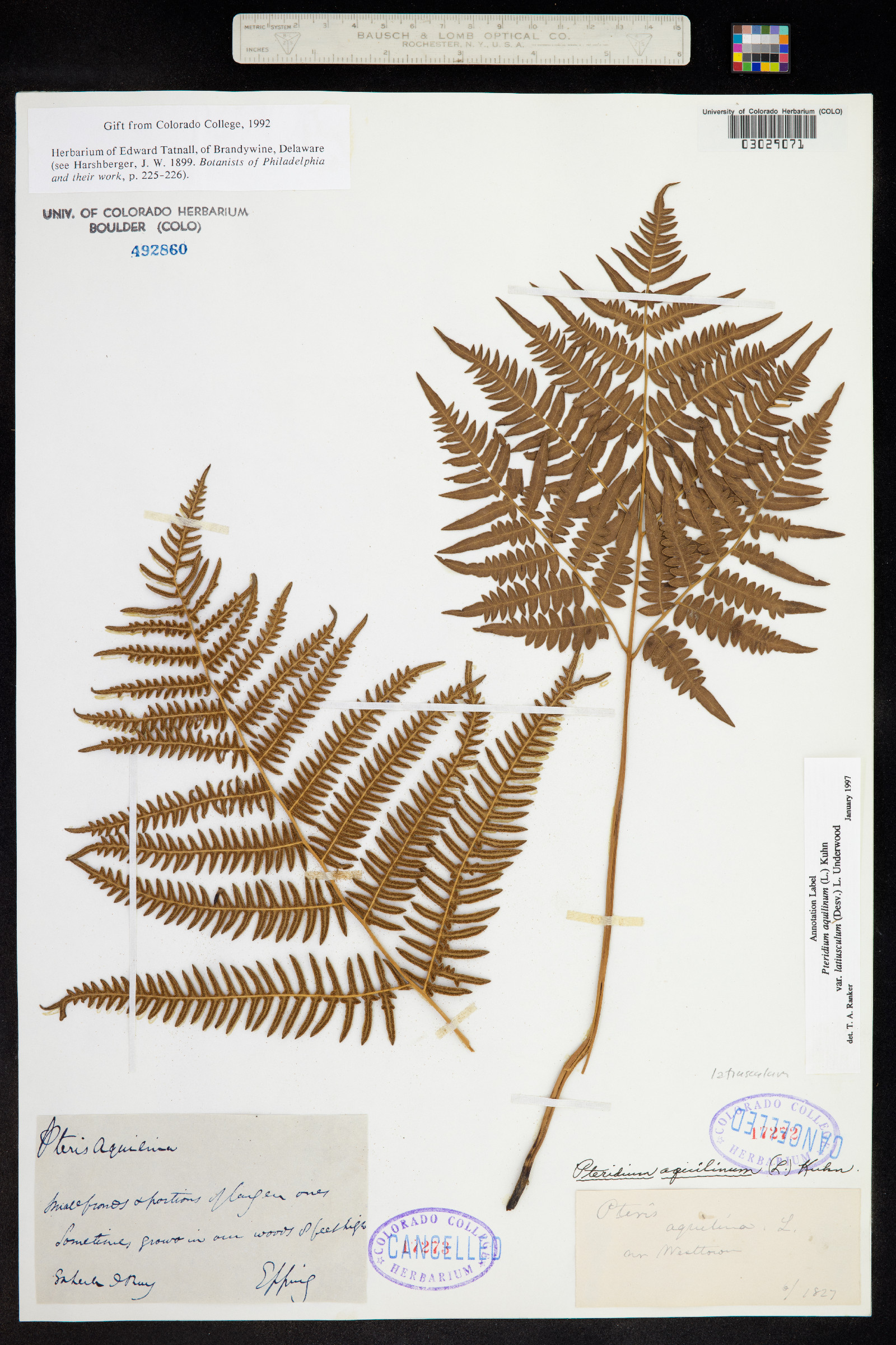 Pteridium aquilinum image
