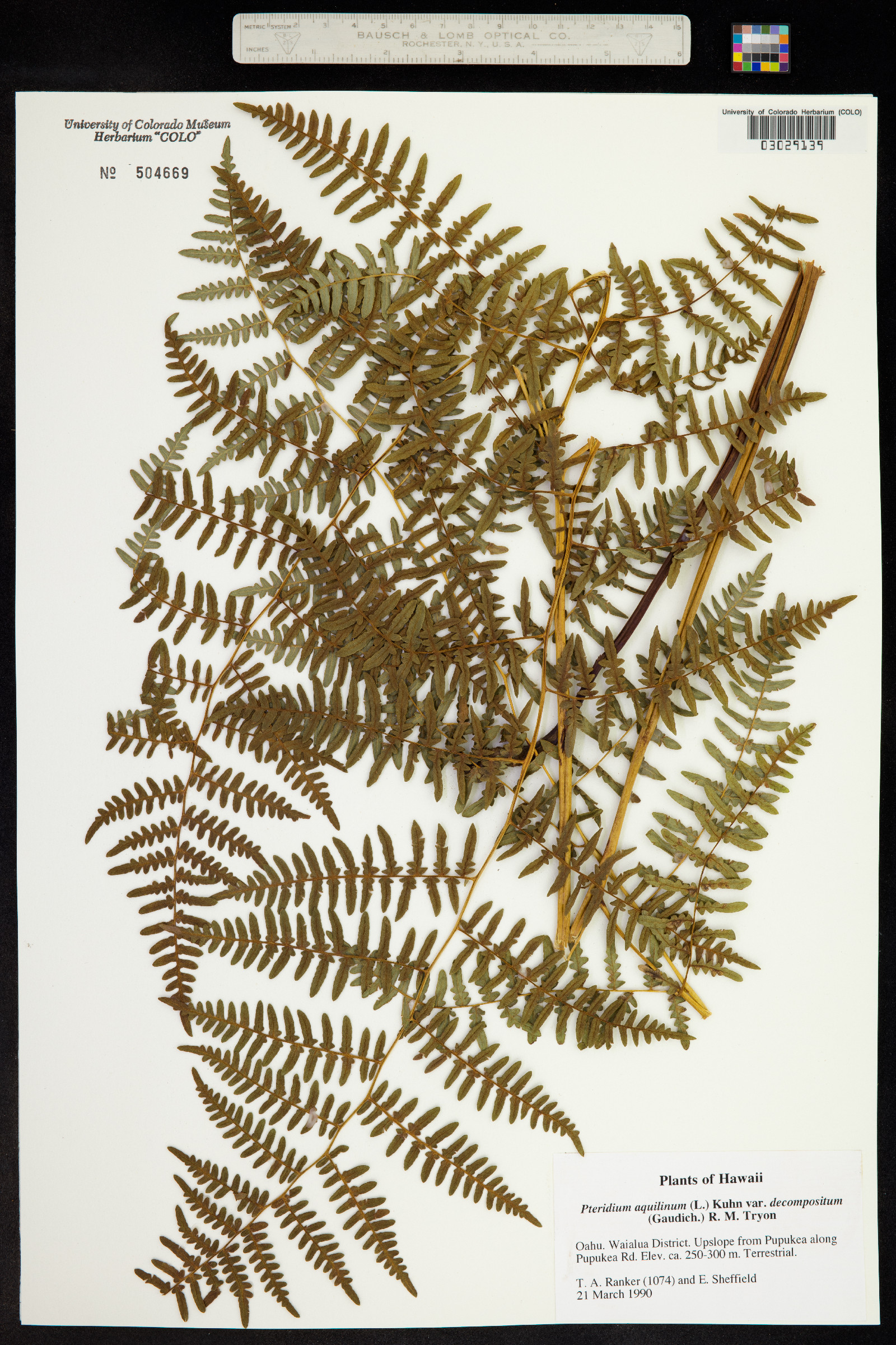 Pteridium aquilinum ssp. decompositum image