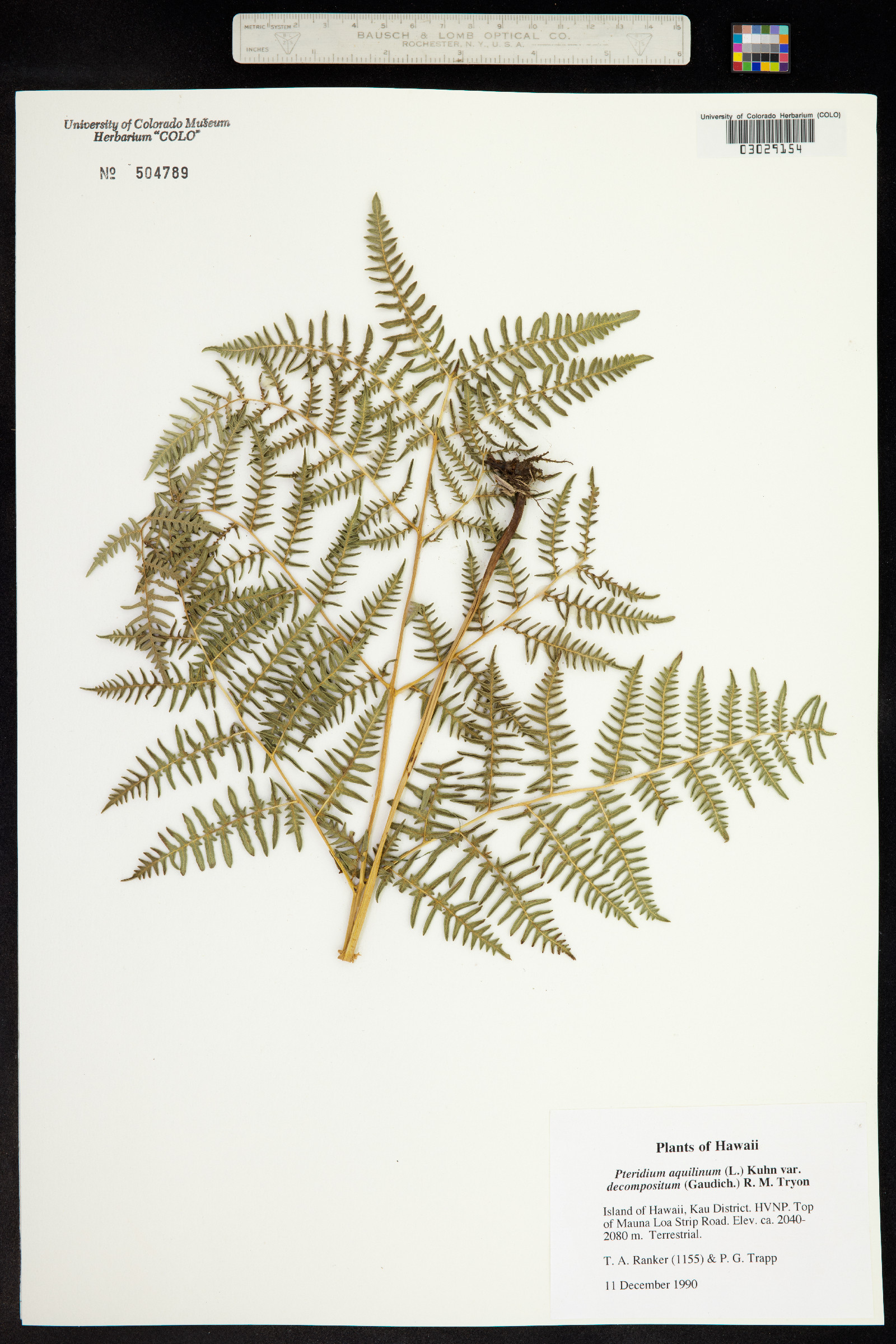 Pteridium aquilinum image