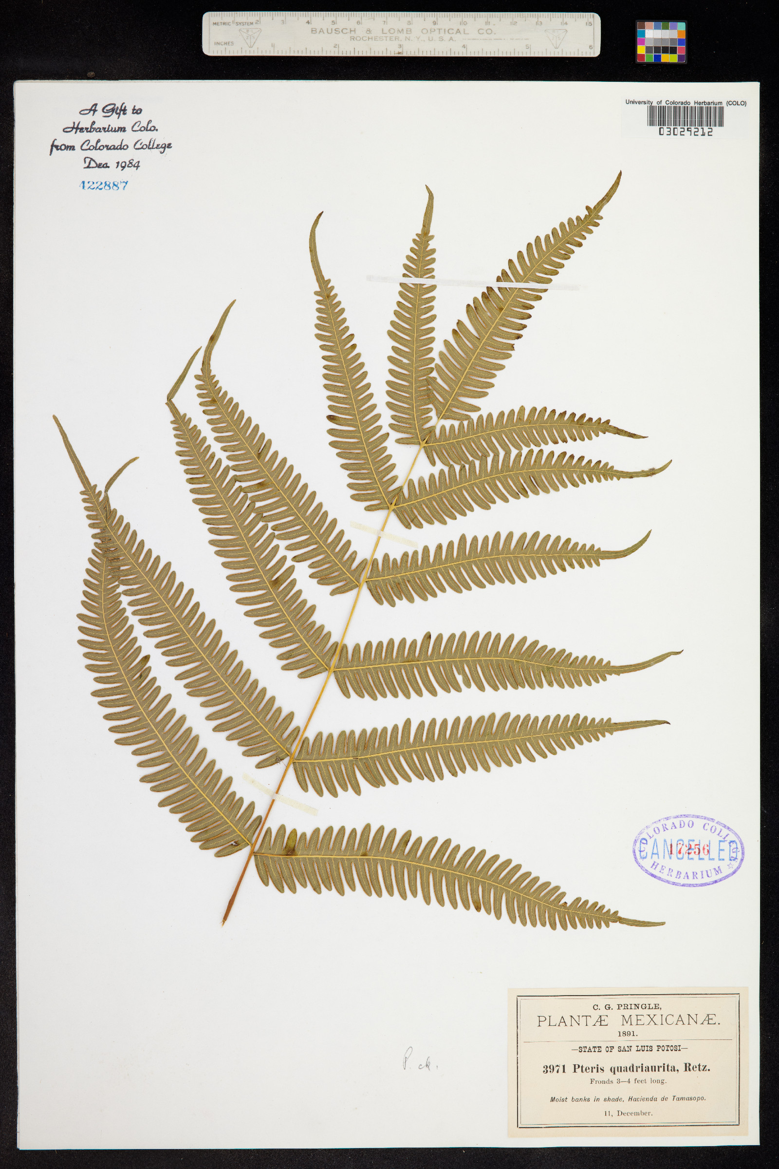 Pteris plumula image