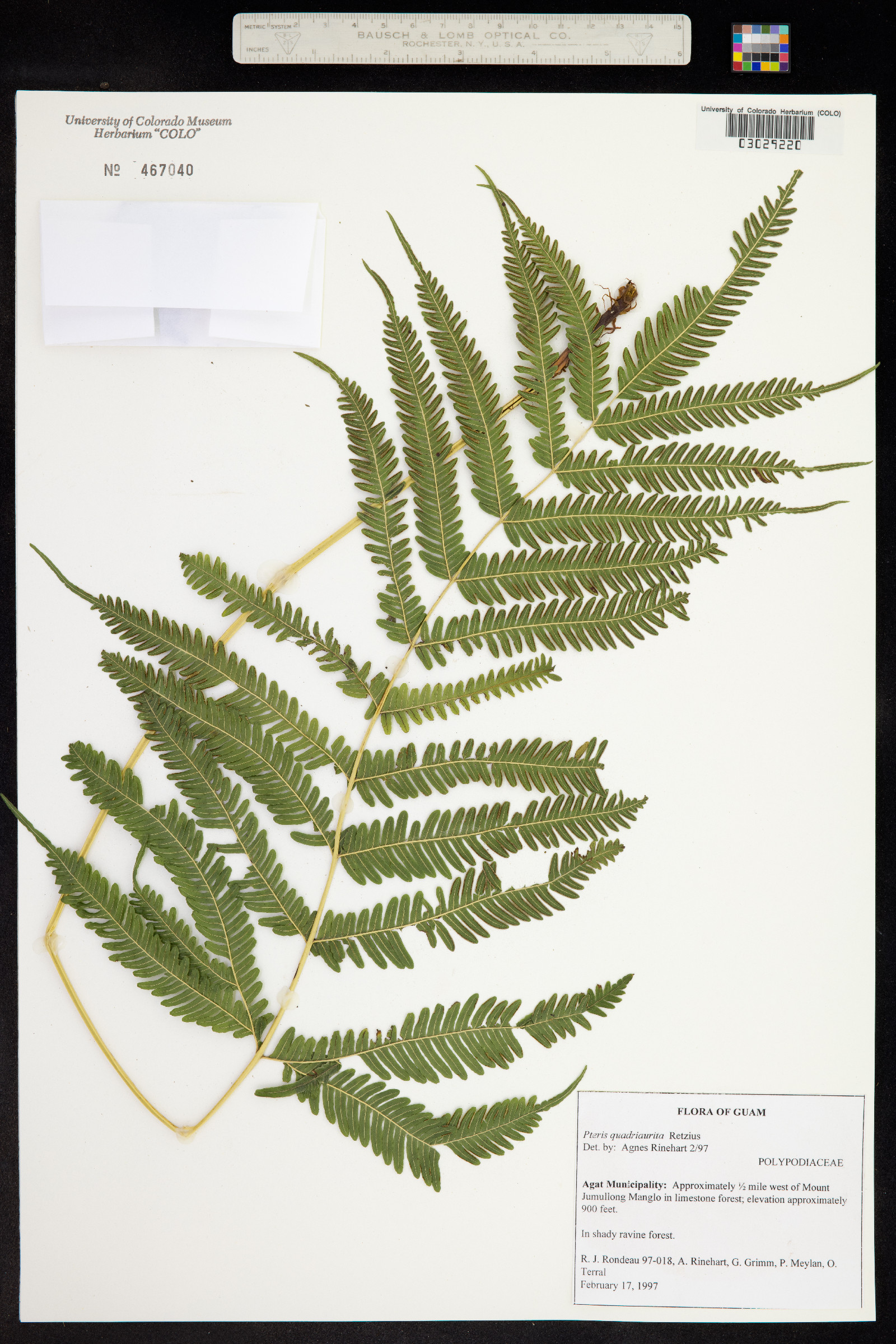 Pteris image