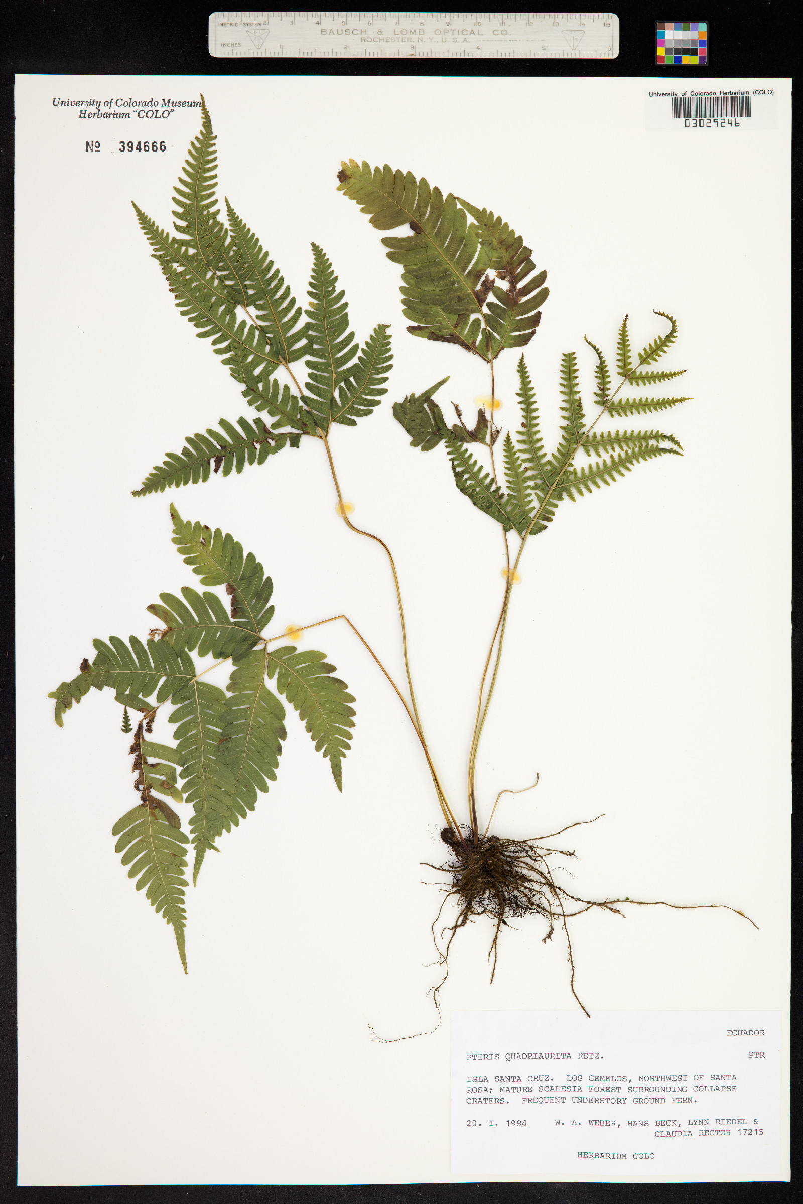 Pteris image