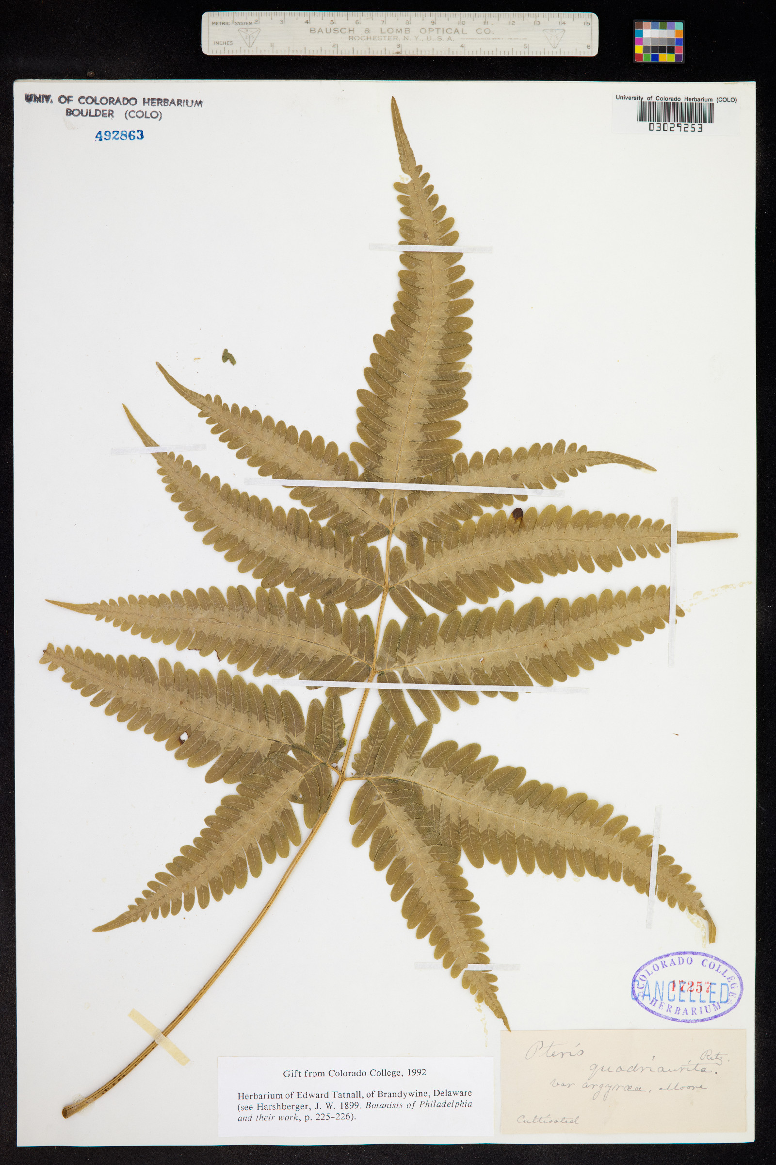 Pteris plumula image