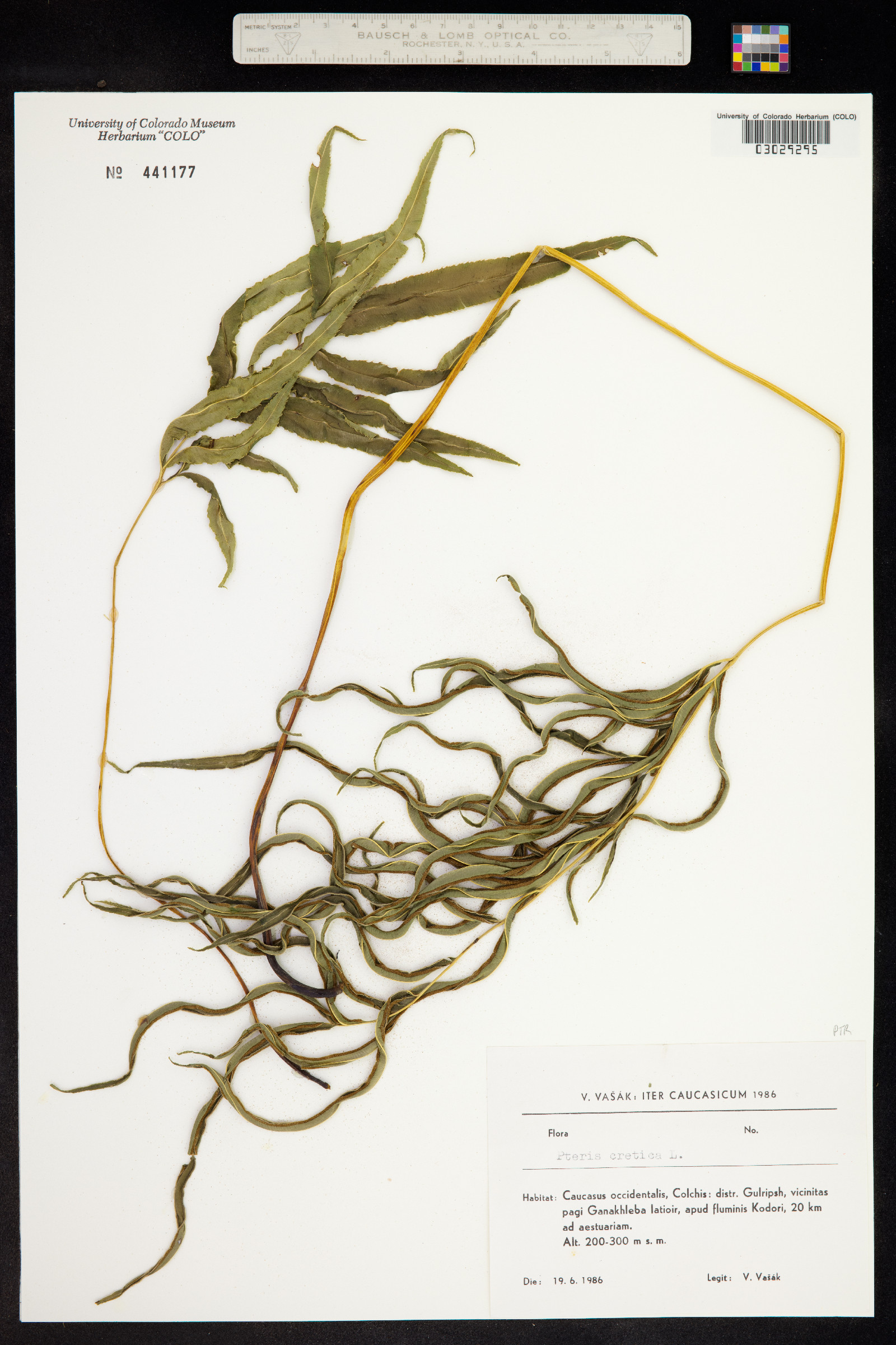 Pteris cretica image