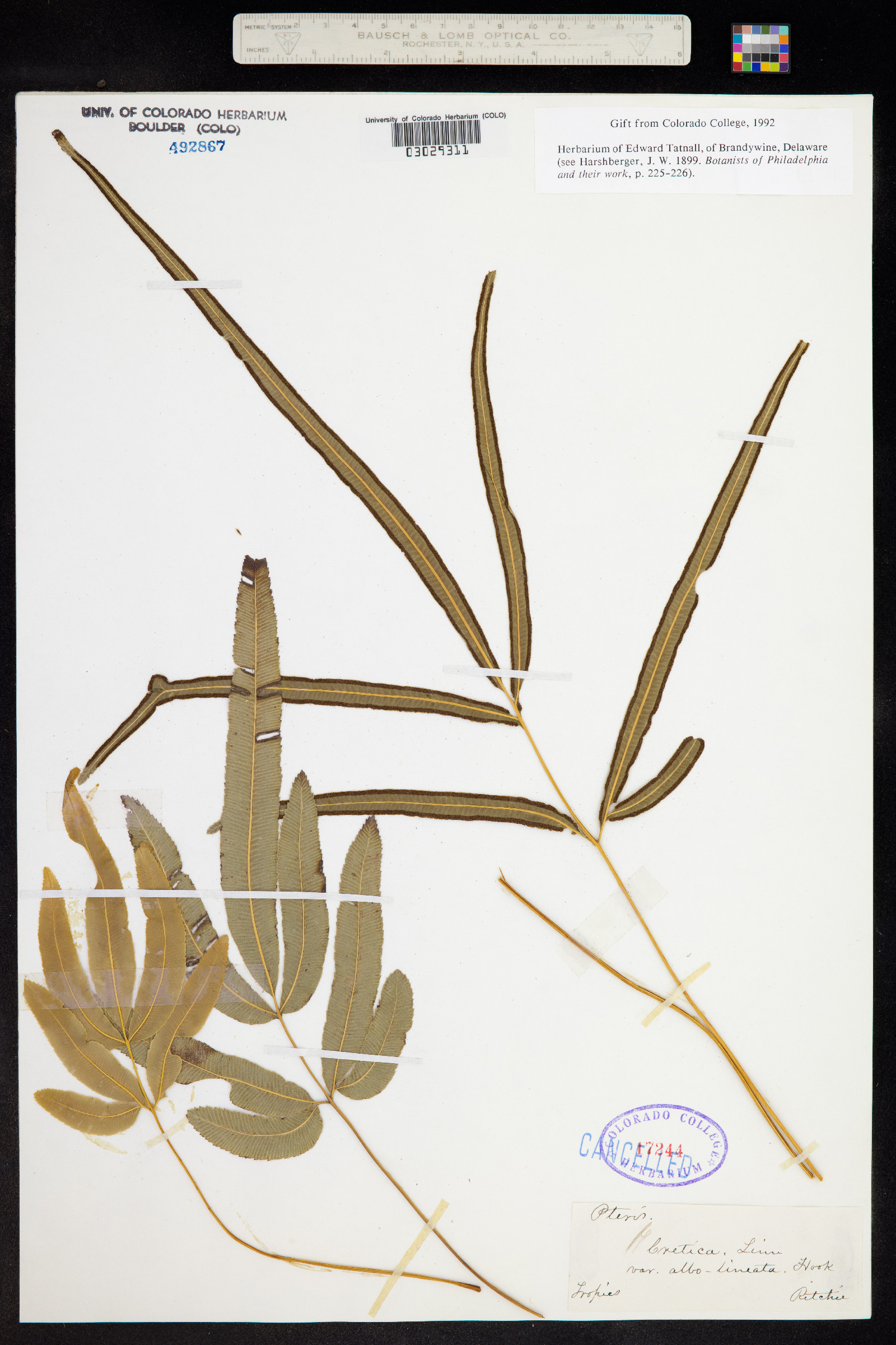 Pteris cretica image