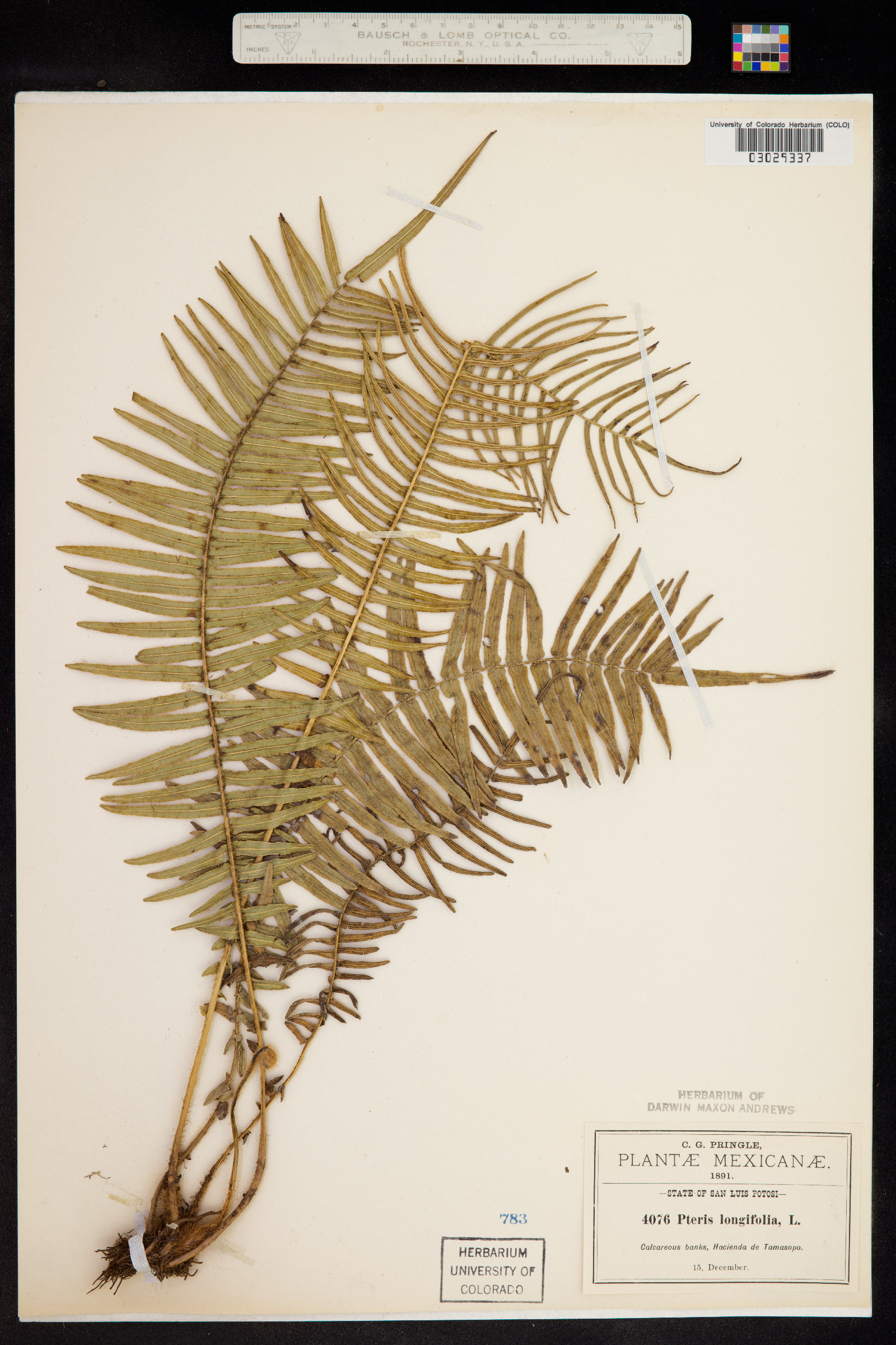 Pteris longifolia image