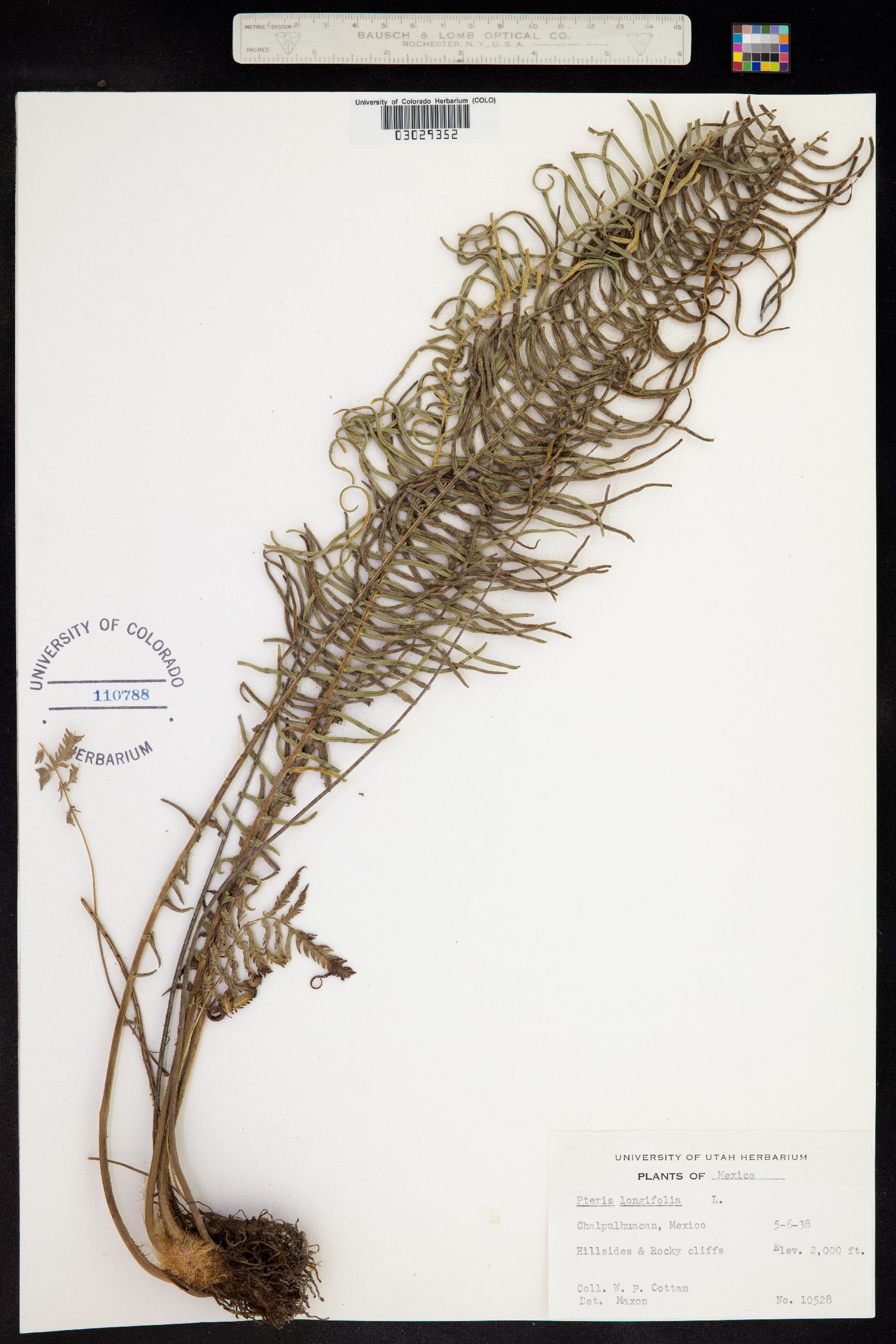 Pteris longifolia image