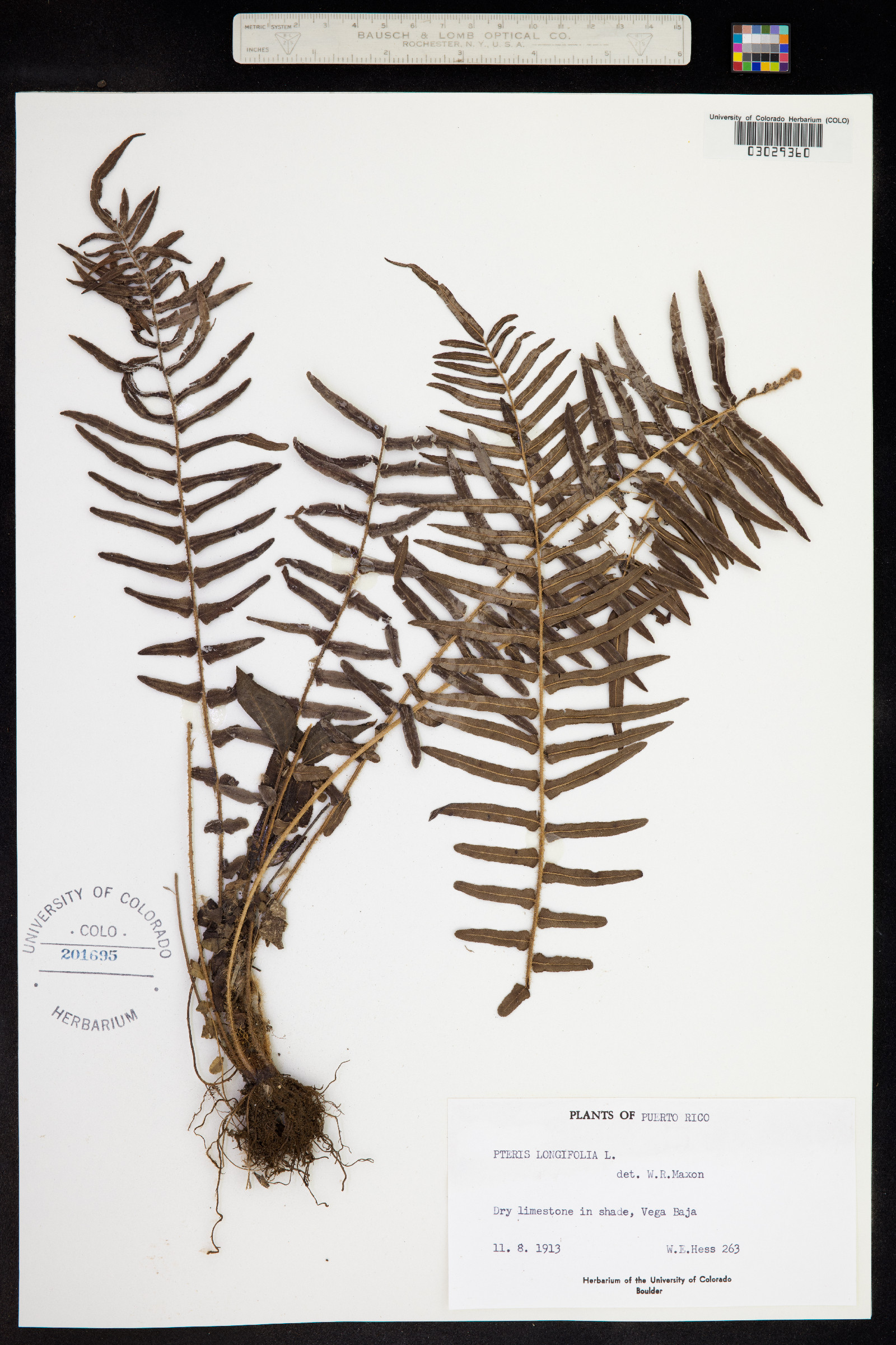Pteris longifolia image