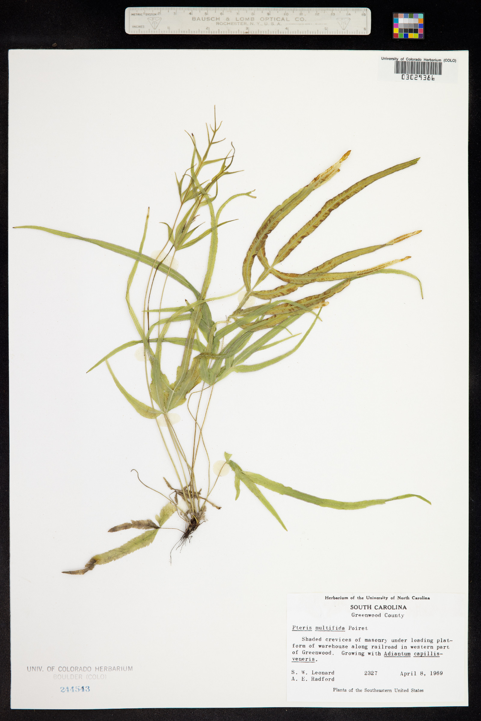 Pteris multifida image
