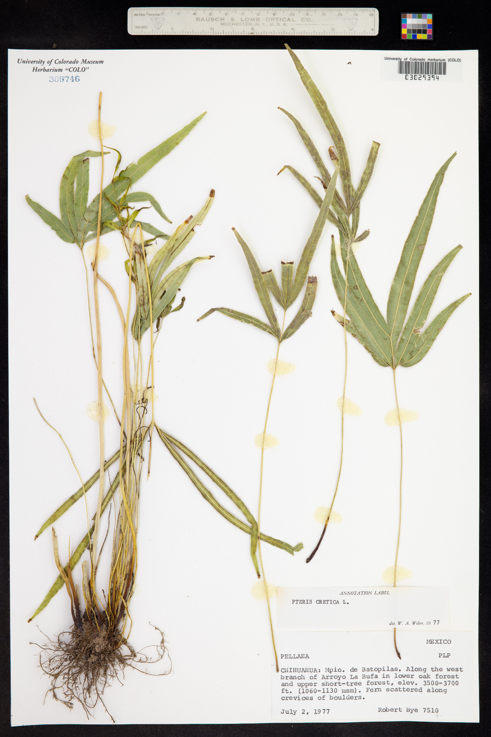 Pteris cretica image