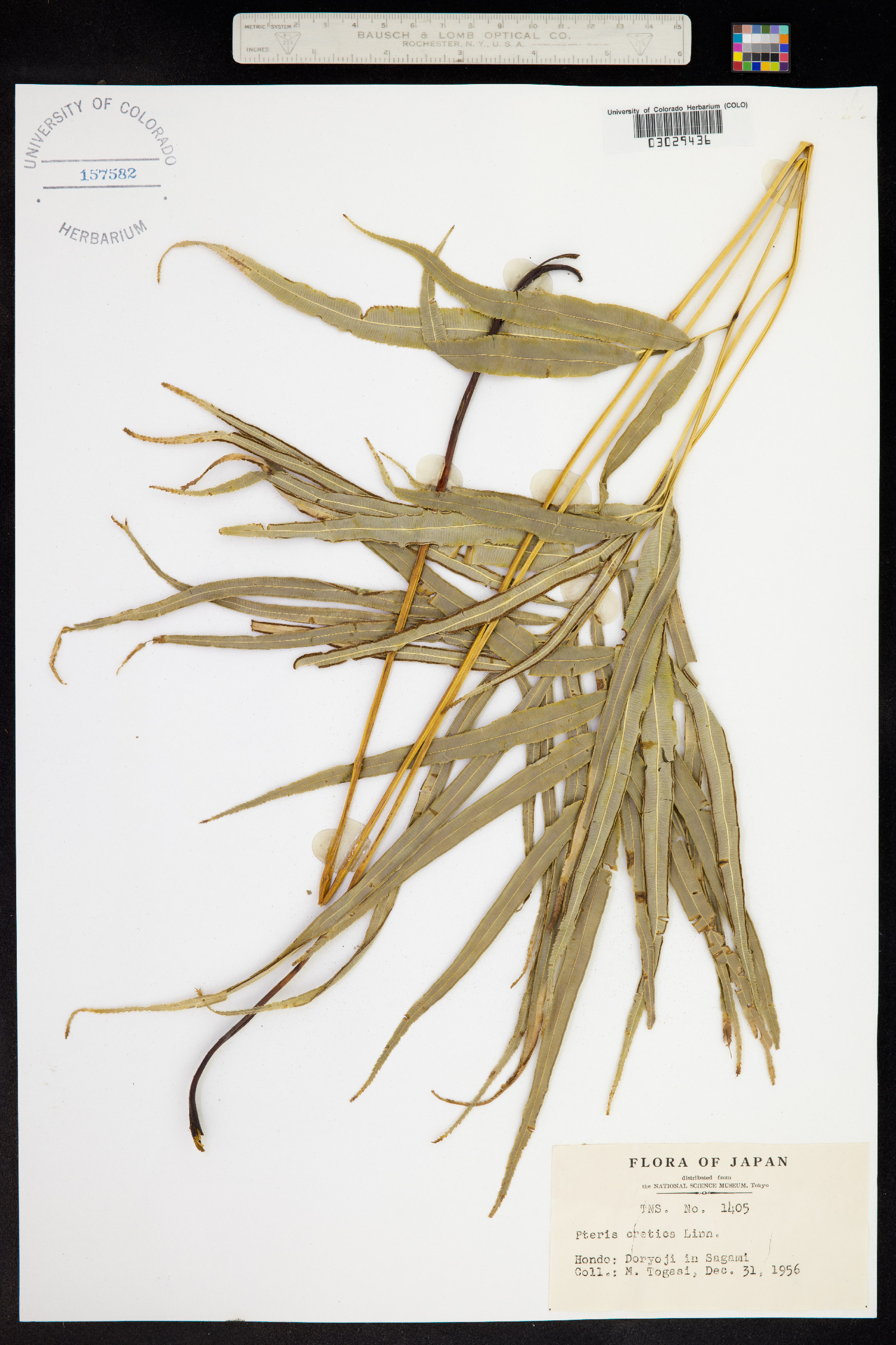 Pteris cretica image