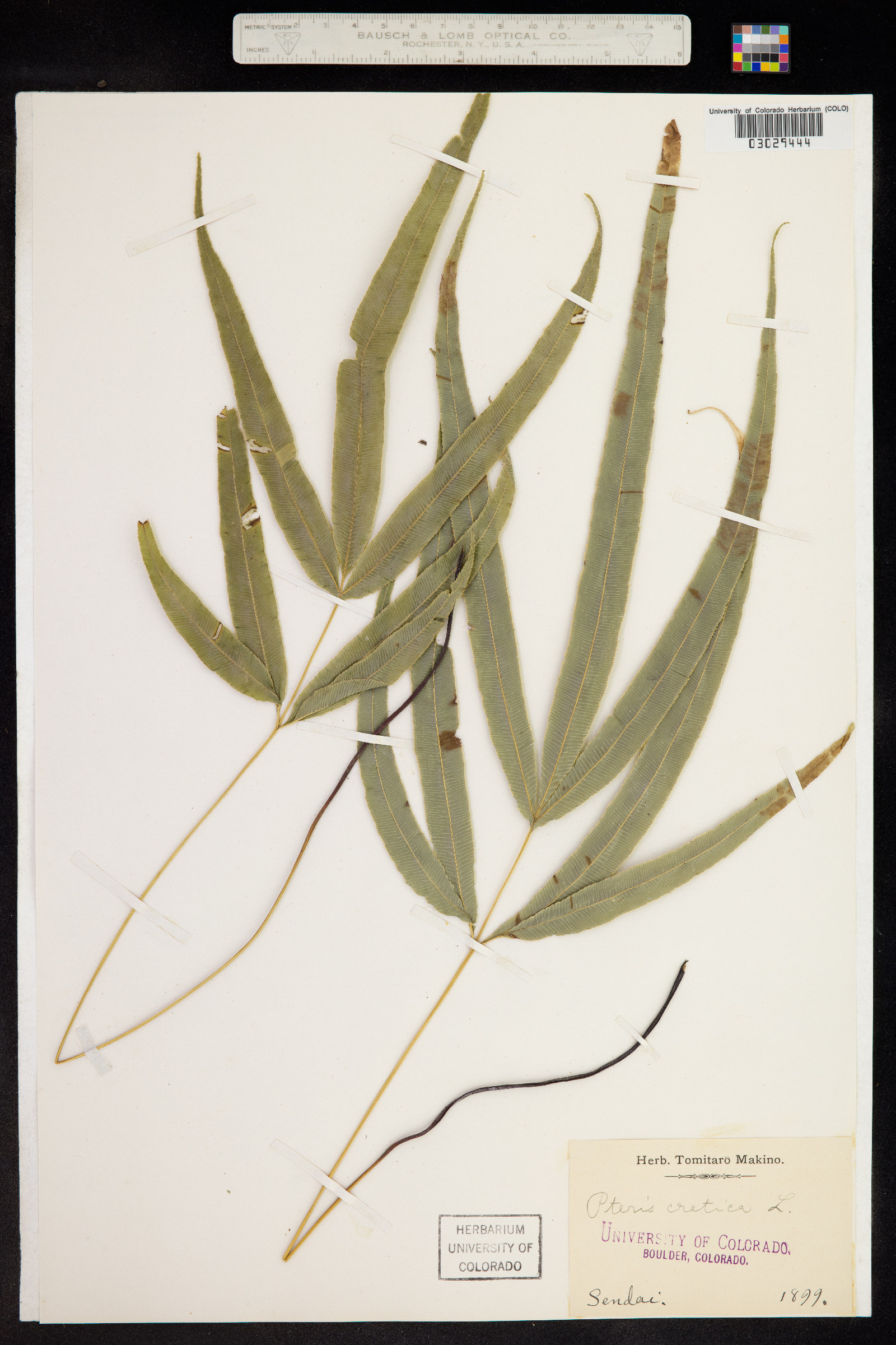 Pteris cretica image