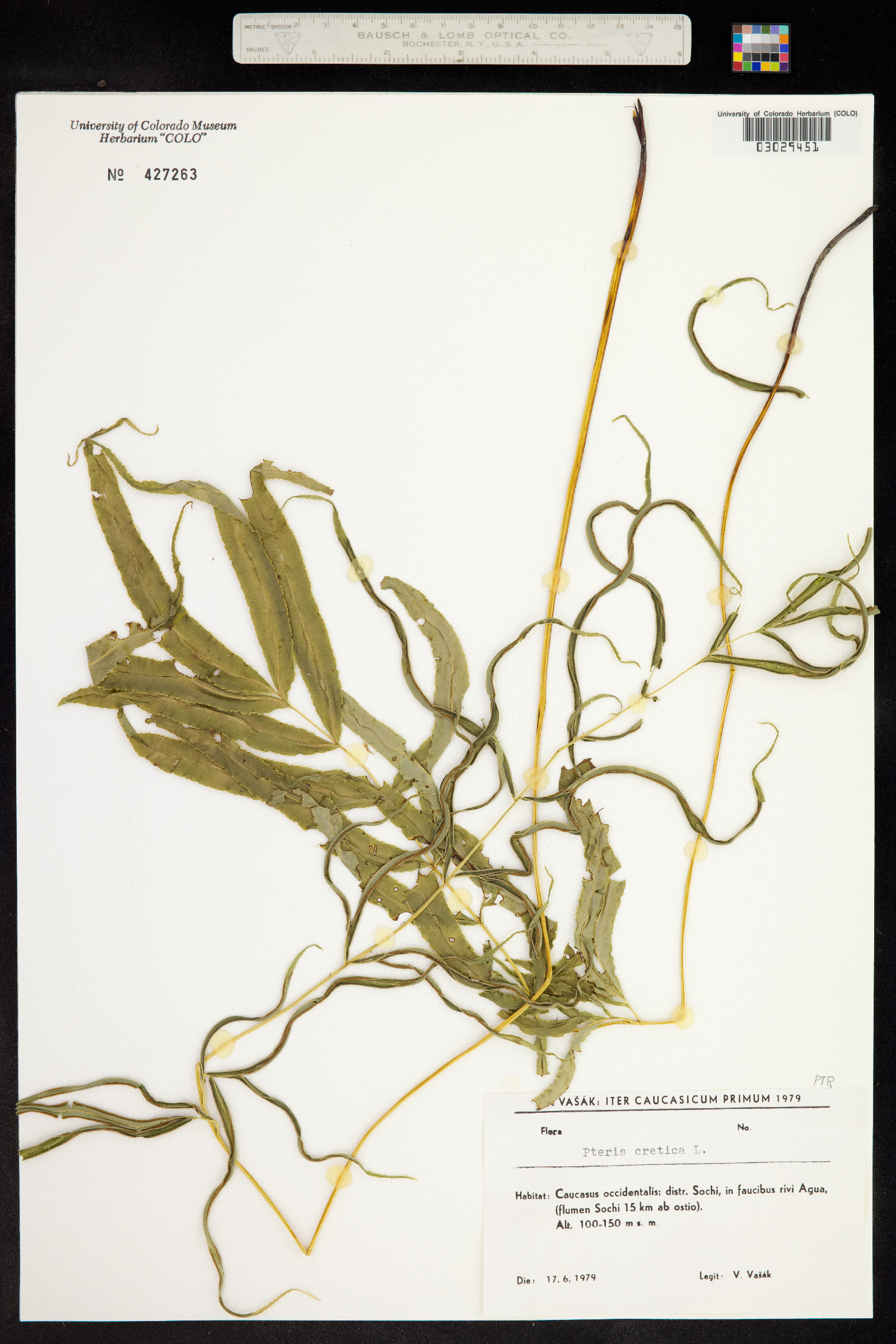 Pteris cretica image