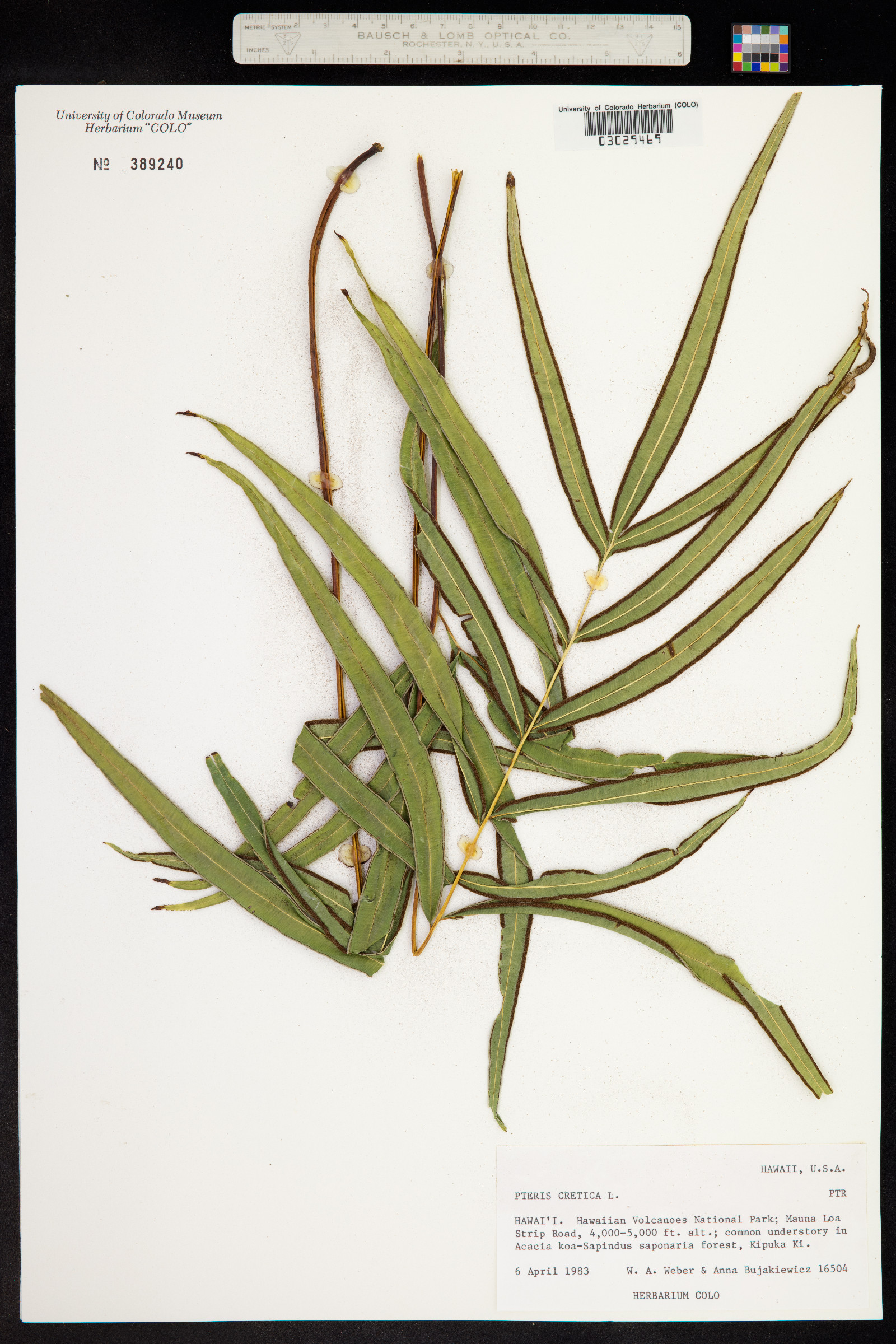 Pteris cretica image