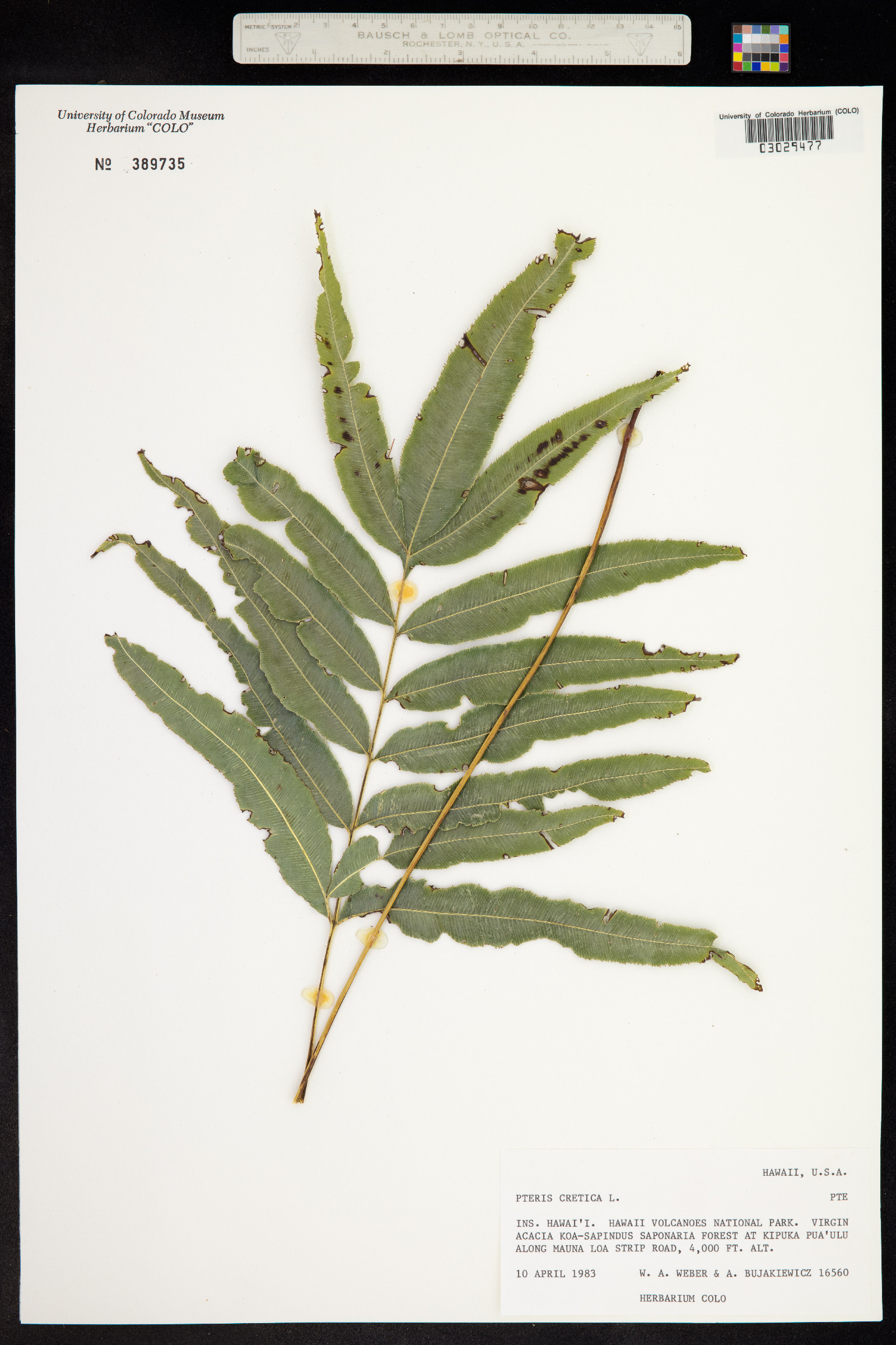 Pteris cretica image