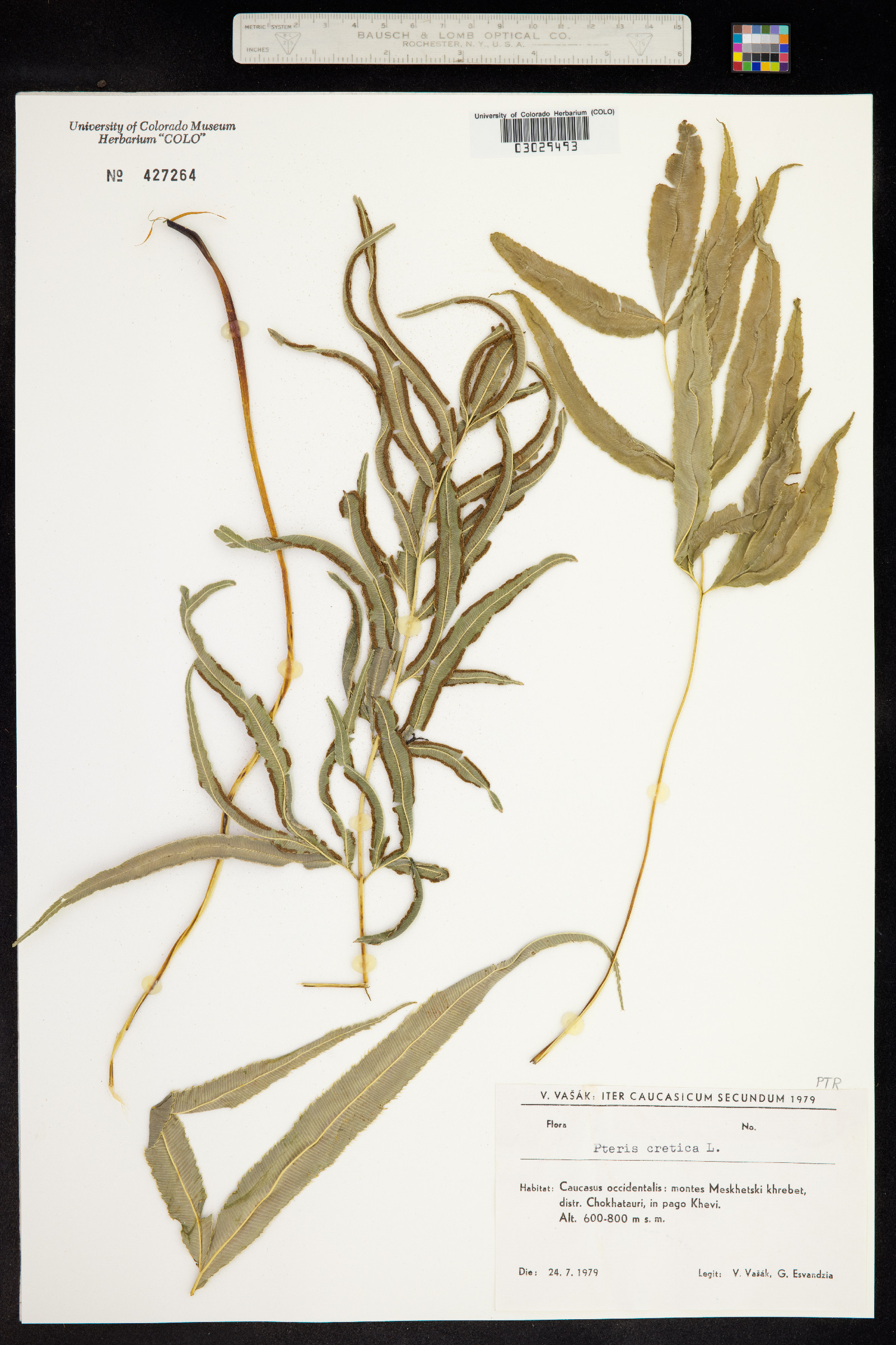 Pteris image