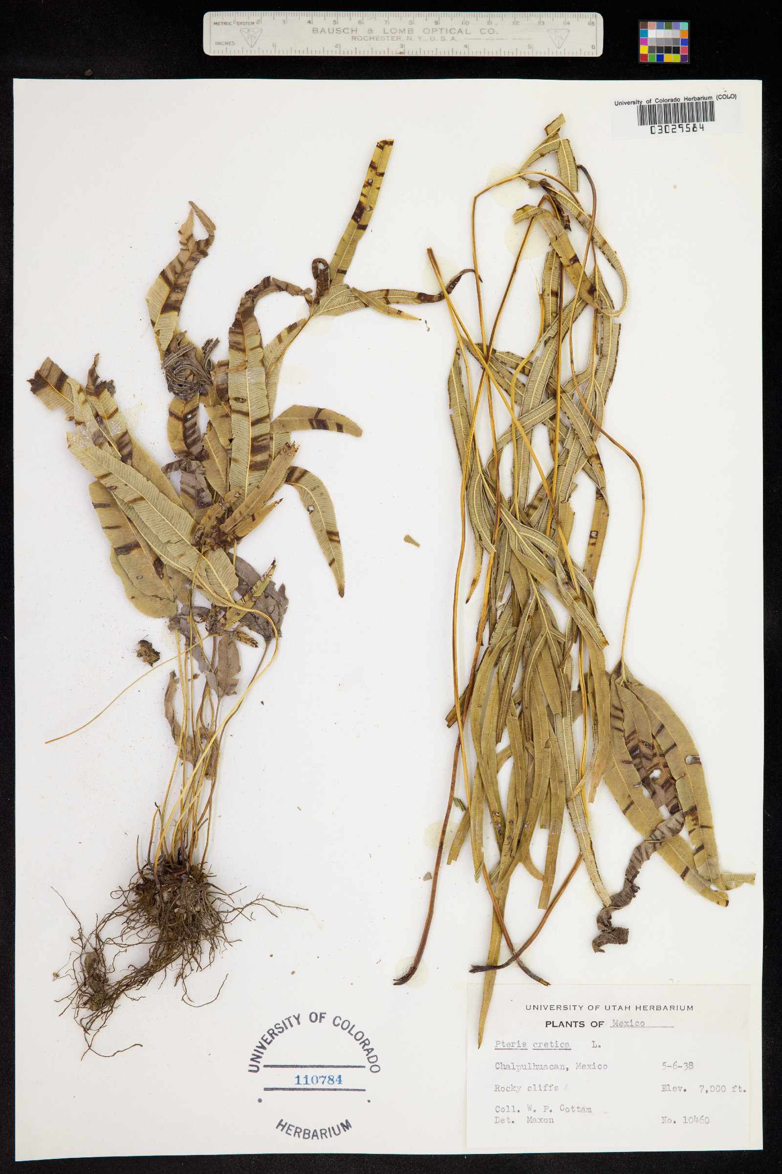 Pteris cretica image
