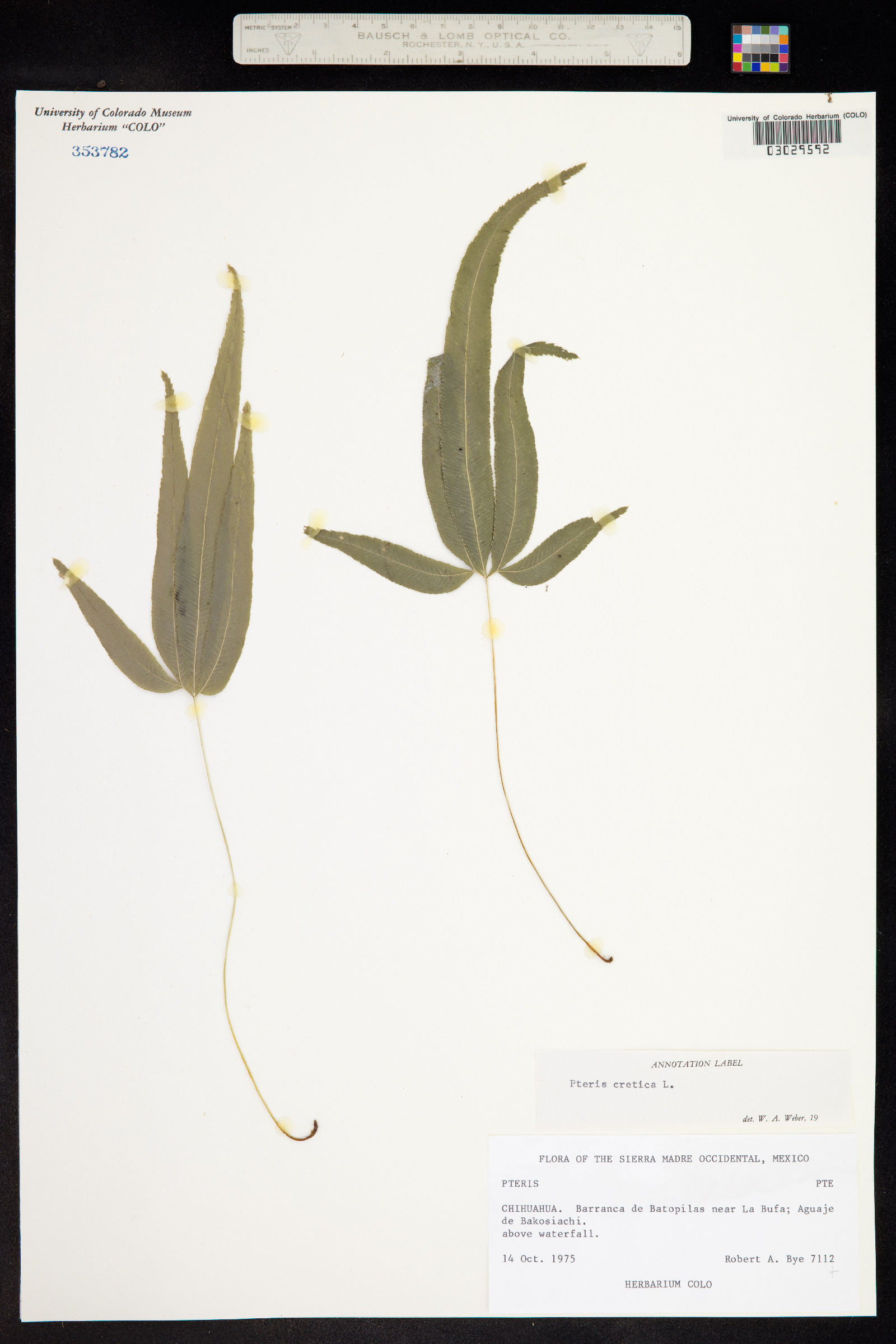 Pteris cretica image