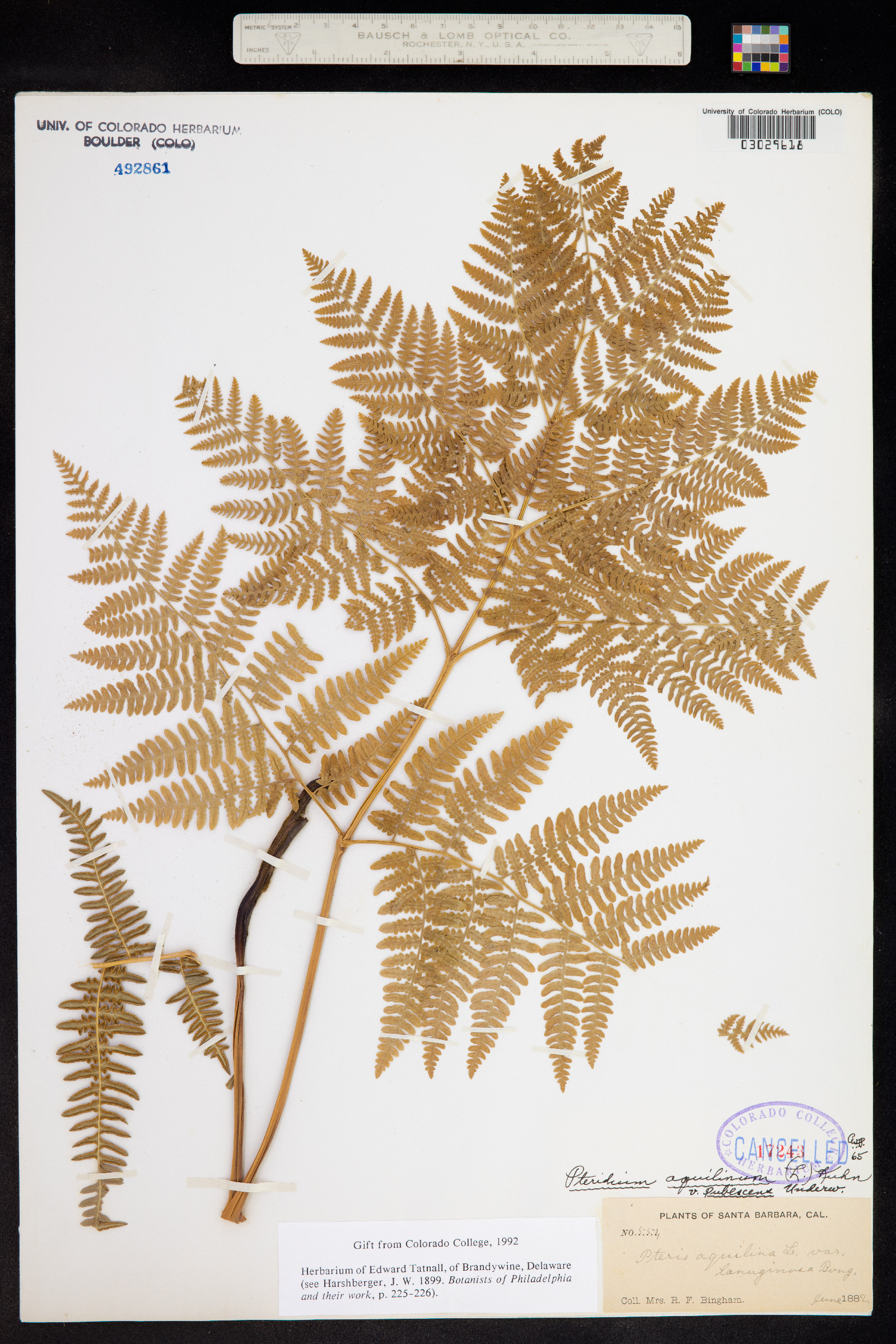 Pteridium aquilinum ssp. pubescens image