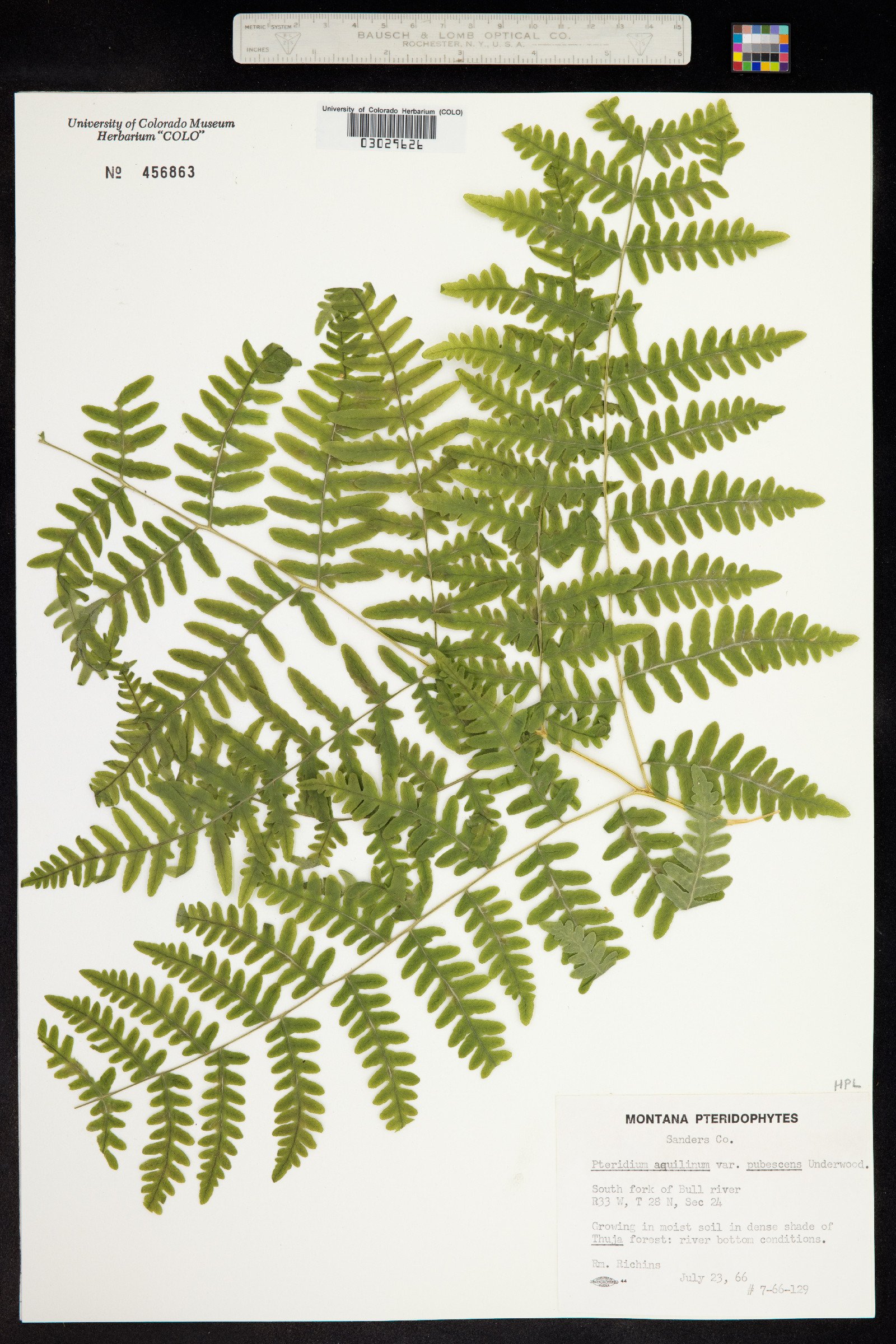 Pteridium aquilinum ssp. pubescens image