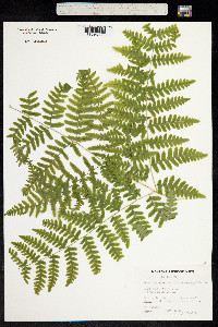 Pteridium aquilinum ssp. pubescens image