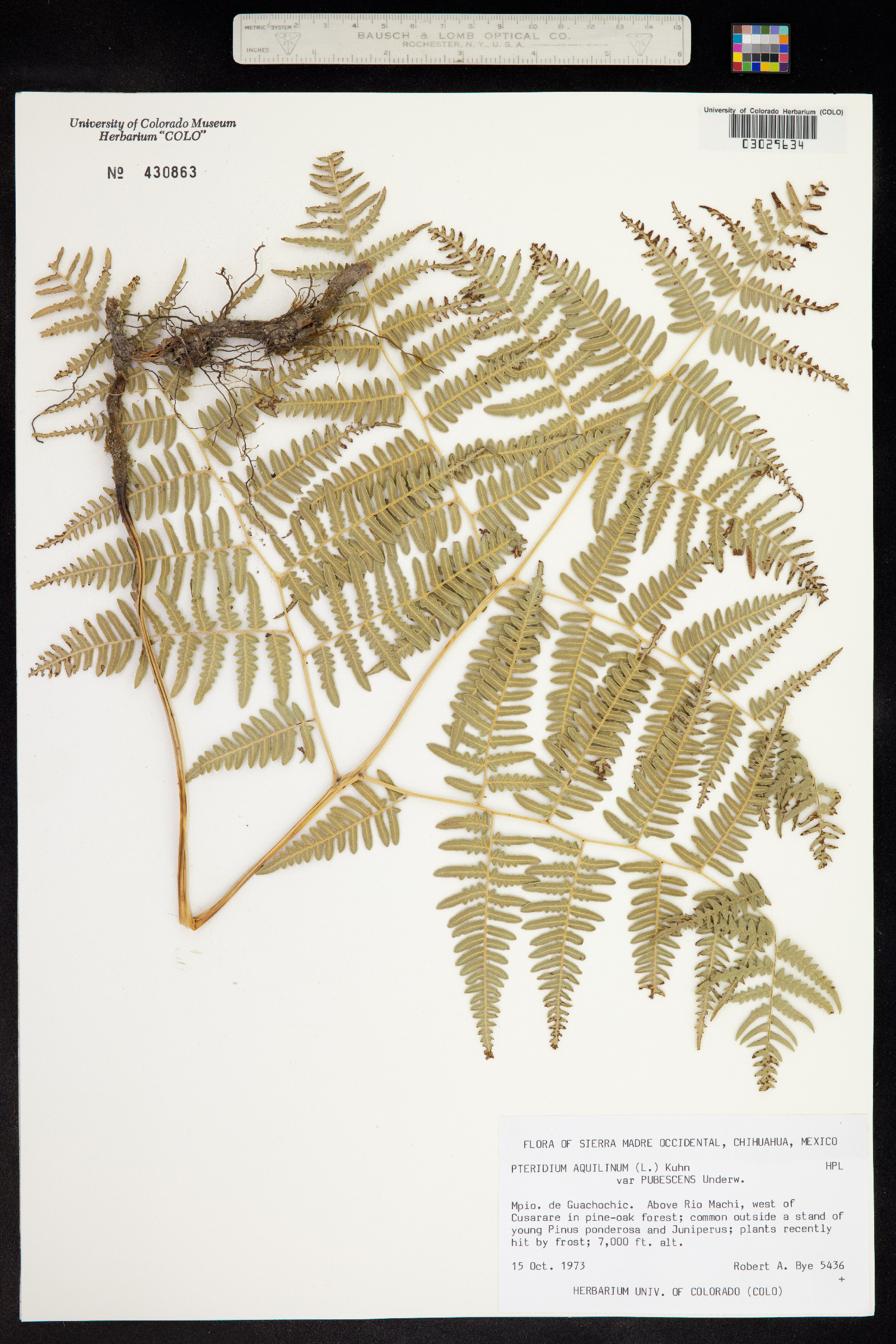 Pteridium aquilinum ssp. pubescens image