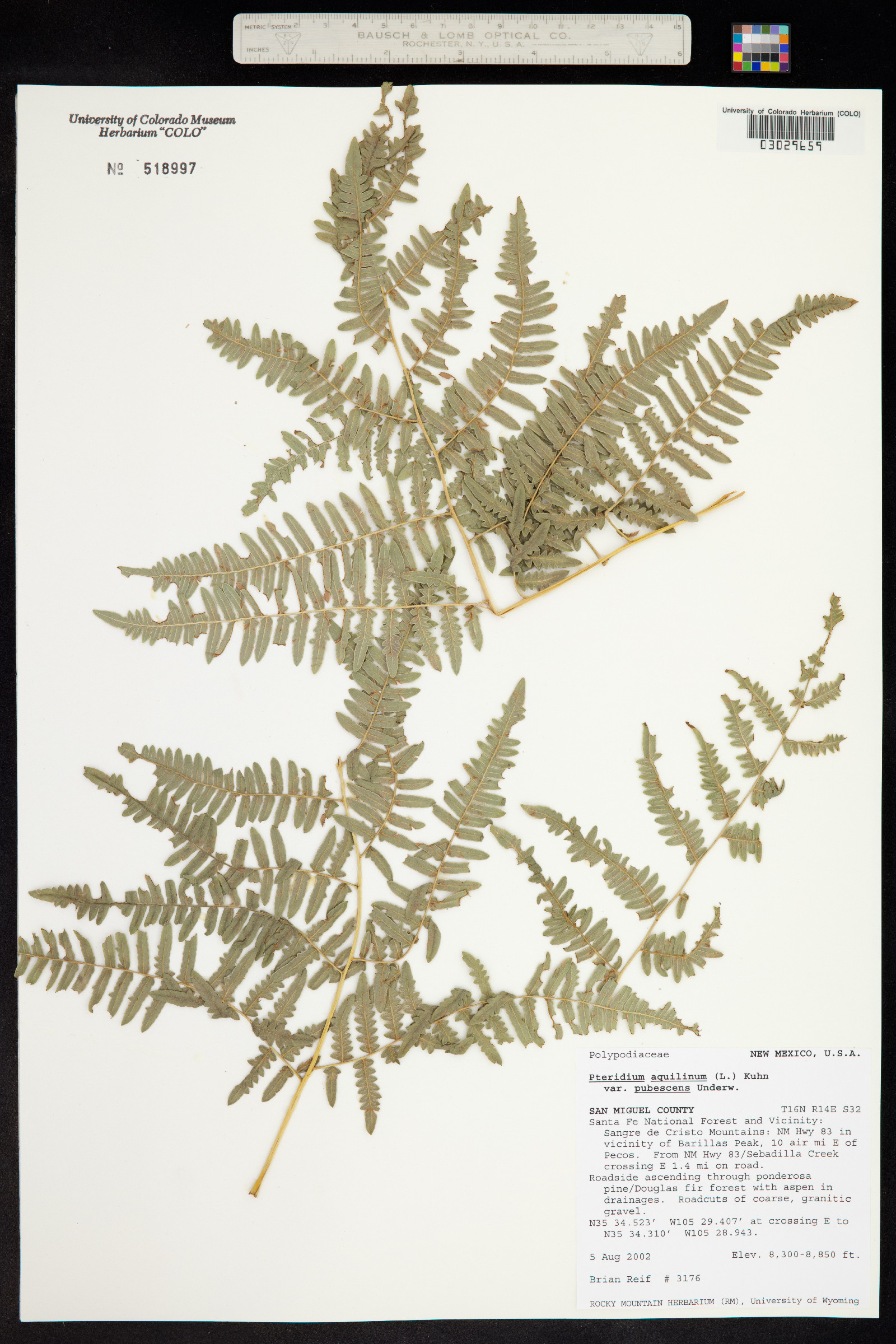 Pteridium aquilinum ssp. pubescens image