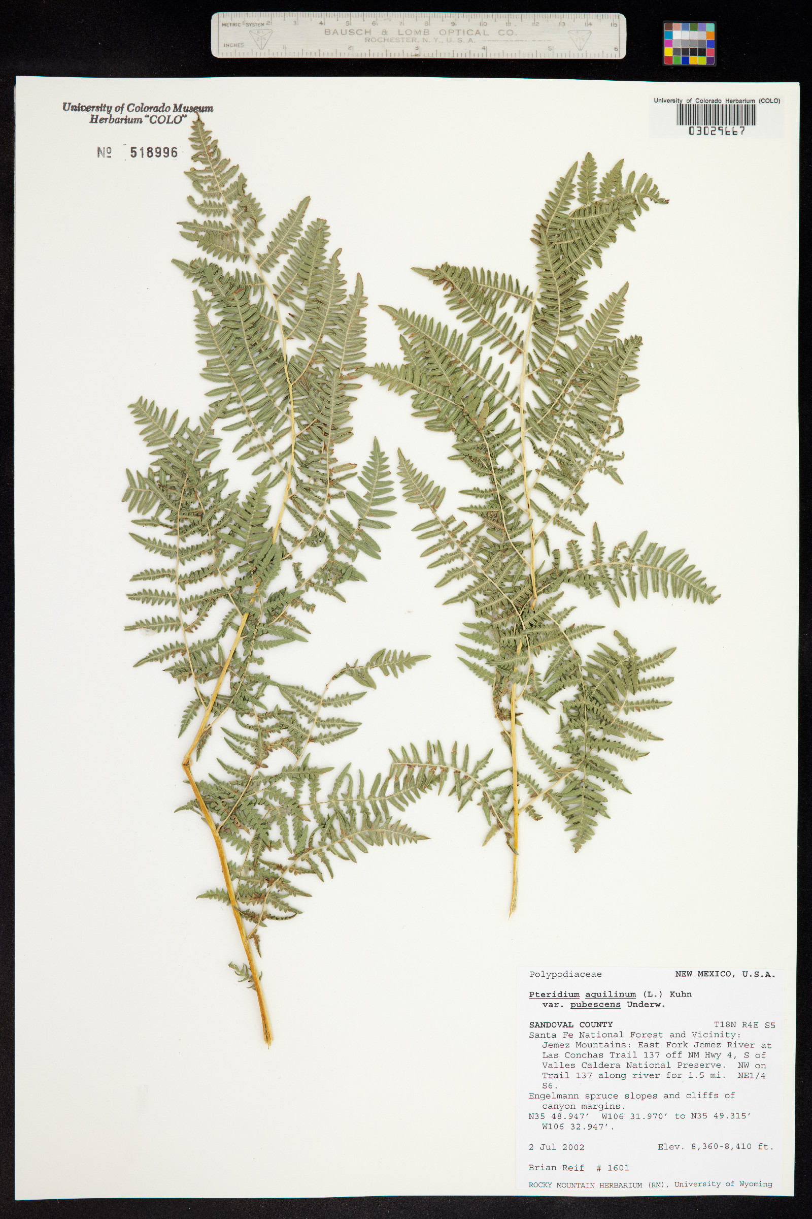Pteridium aquilinum ssp. pubescens image