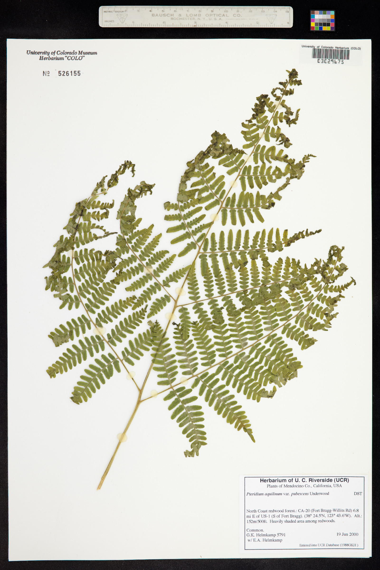 Pteridium aquilinum ssp. pubescens image