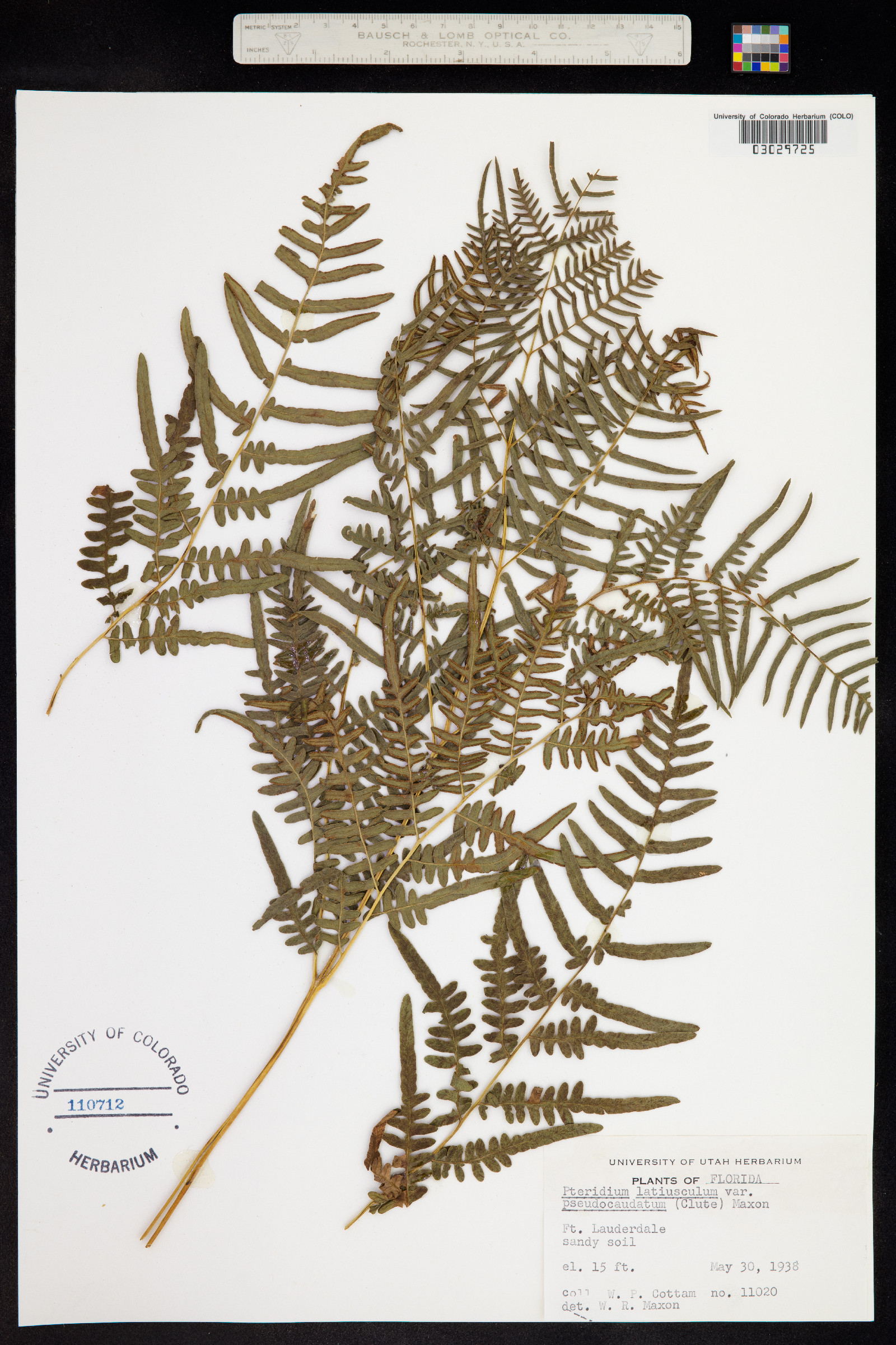 Pteridium aquilinum ssp. pseudocaudatum image