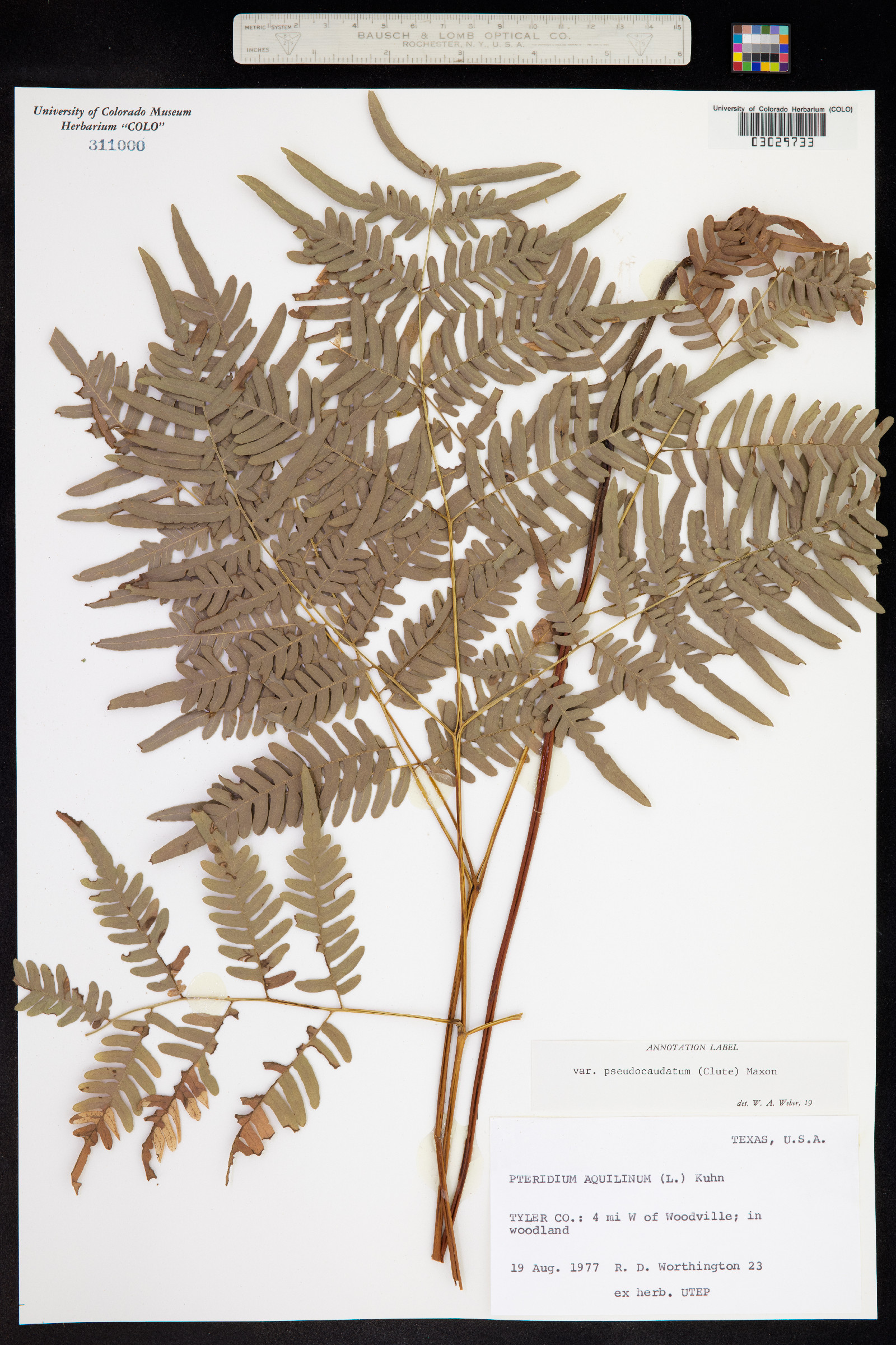 Pteridium aquilinum ssp. pseudocaudatum image