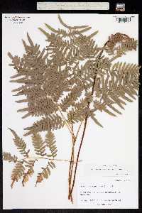 Pteridium aquilinum ssp. pseudocaudatum image