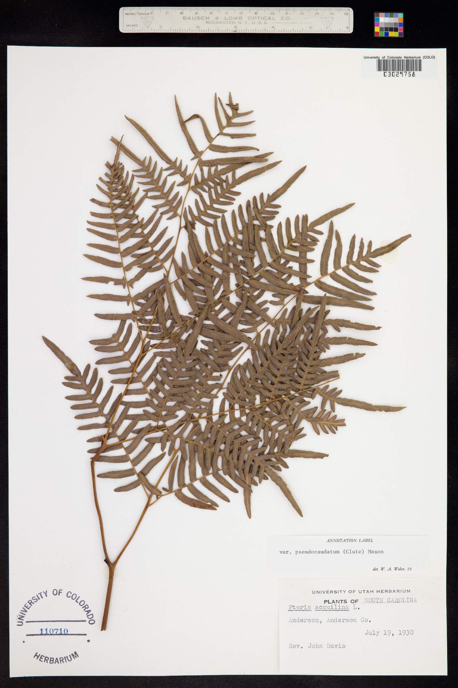 Pteridium aquilinum ssp. pseudocaudatum image