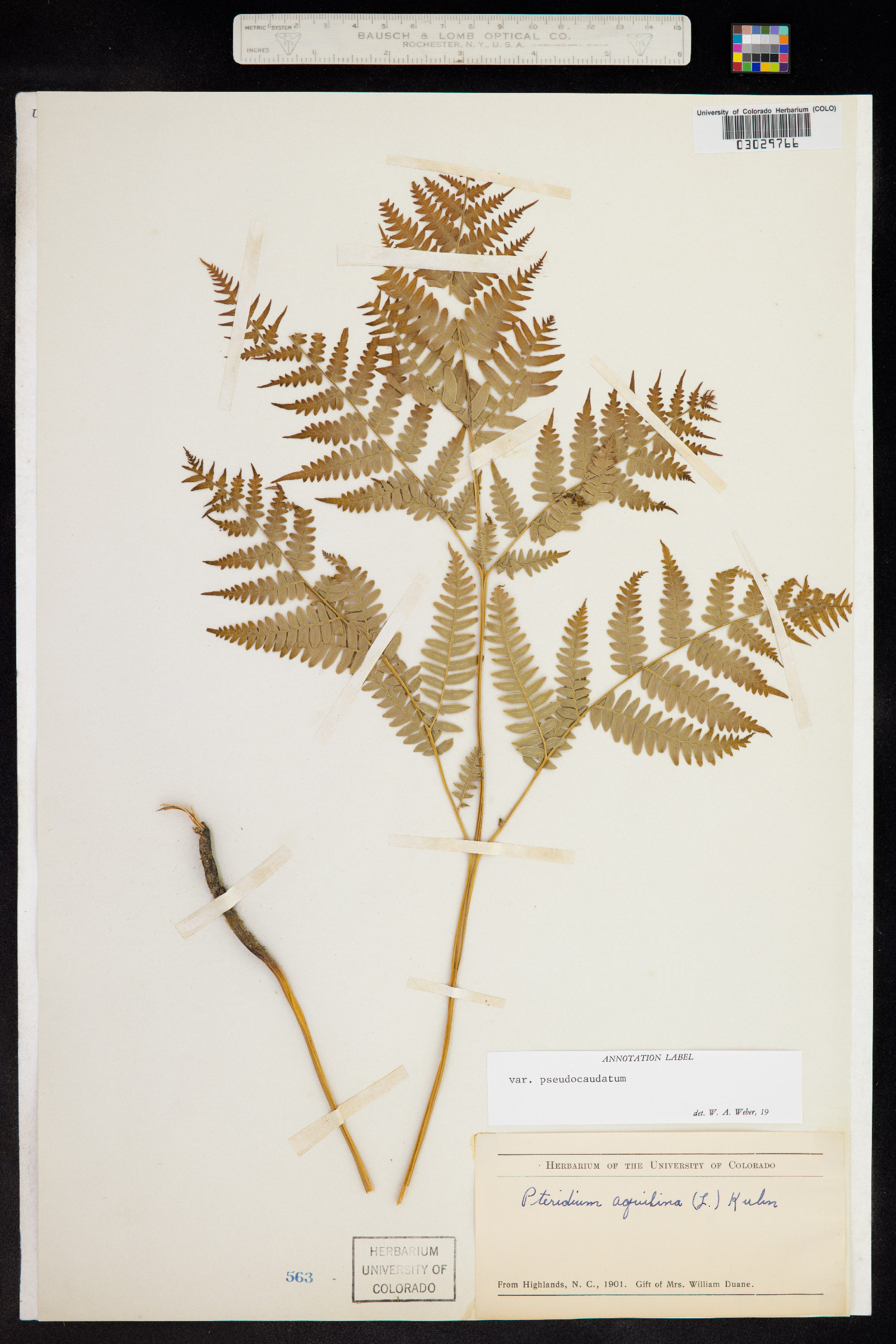 Pteridium aquilinum ssp. pseudocaudatum image