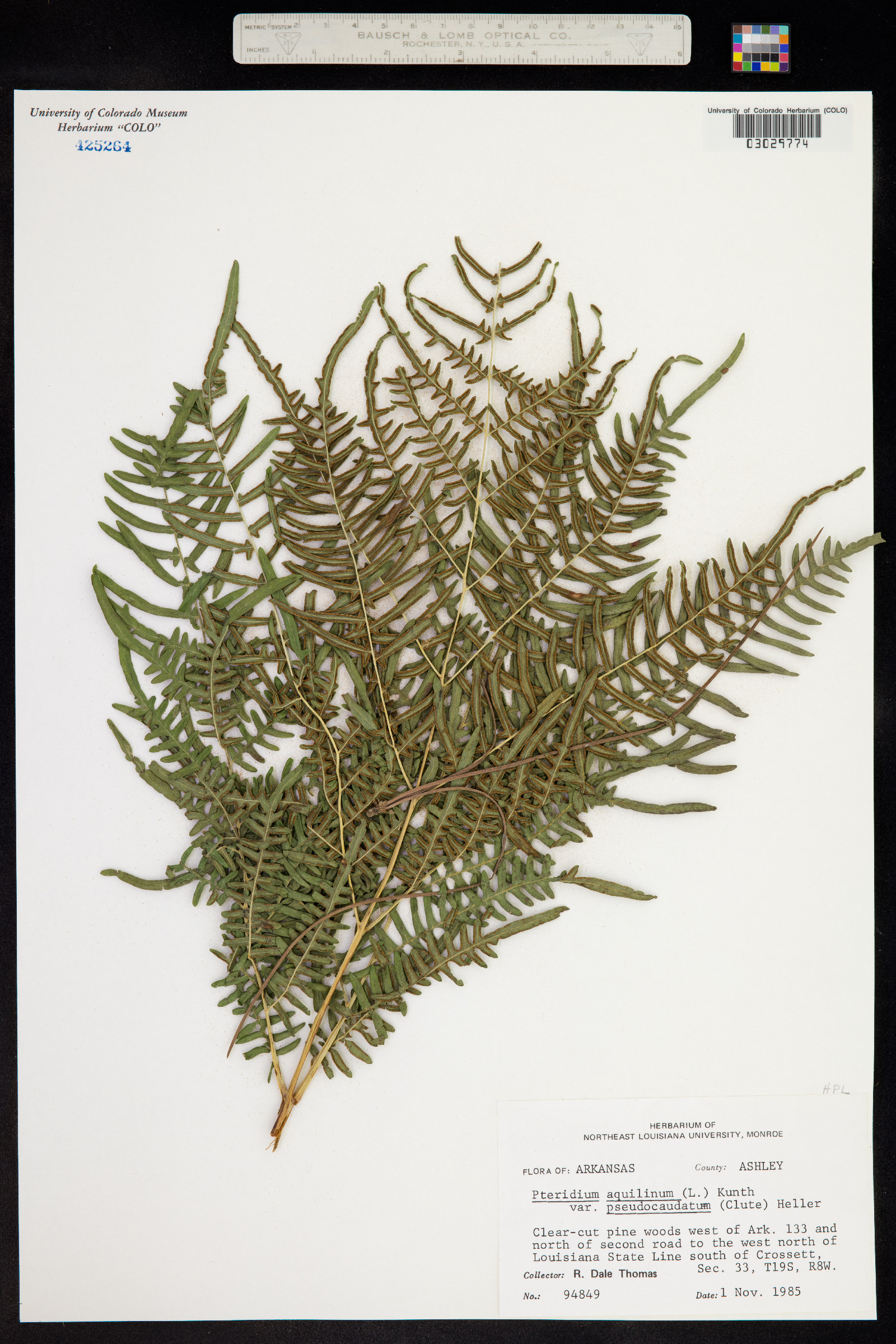 Pteridium aquilinum ssp. pseudocaudatum image