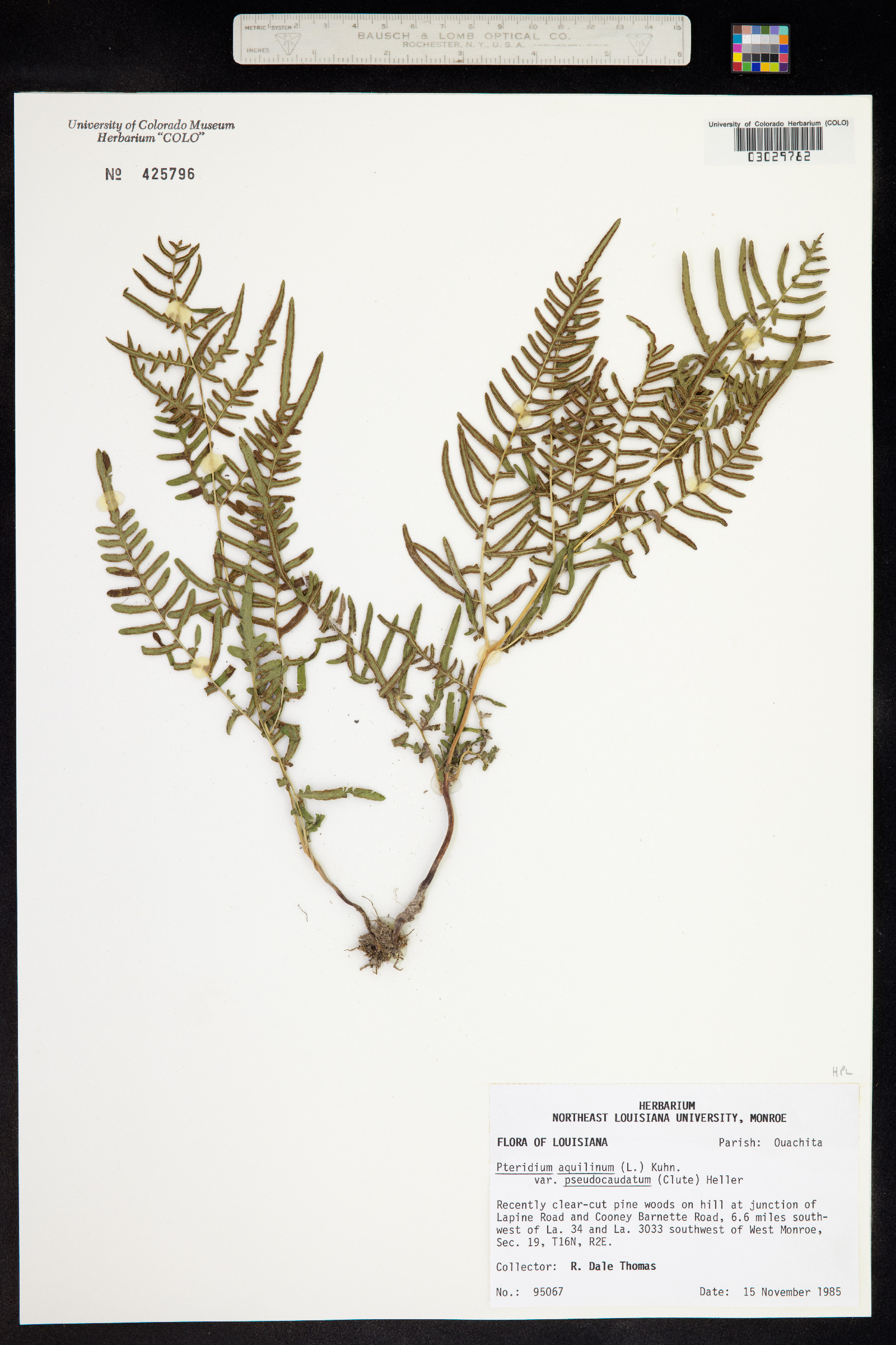 Pteridium aquilinum ssp. pseudocaudatum image