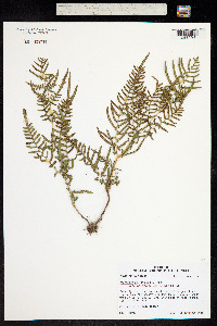 Pteridium aquilinum ssp. pseudocaudatum image