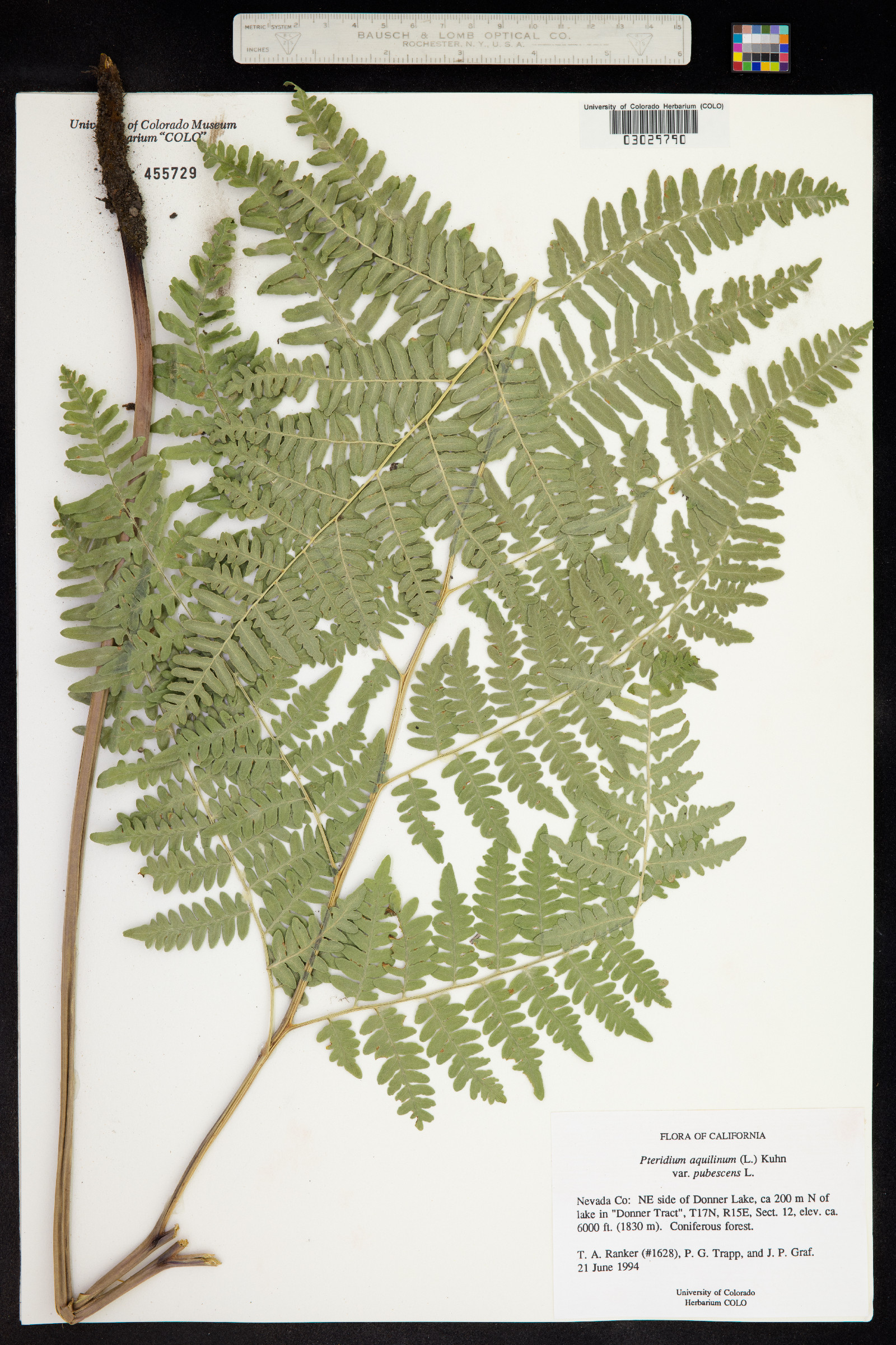 Pteridium aquilinum ssp. pubescens image