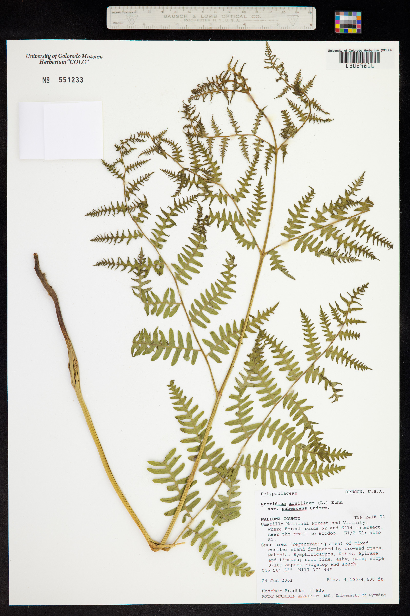 Pteridium aquilinum ssp. pubescens image