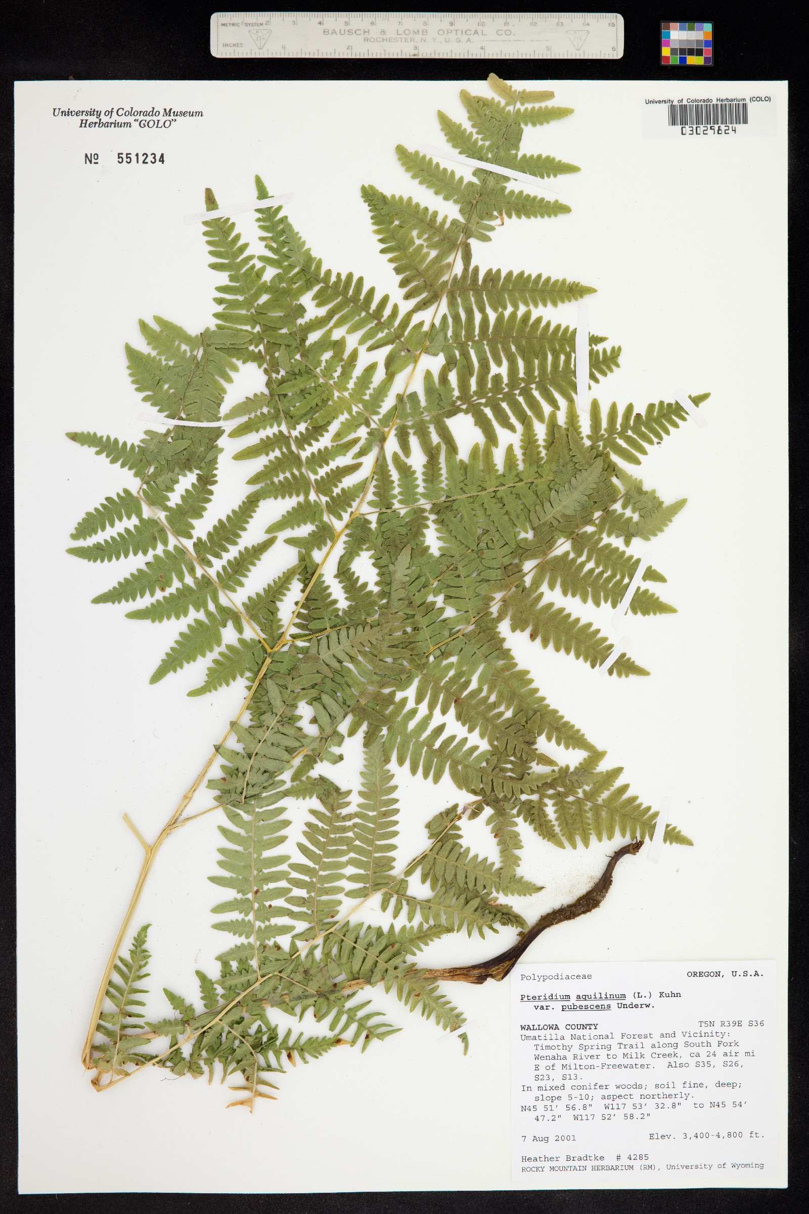 Pteridium aquilinum ssp. pubescens image