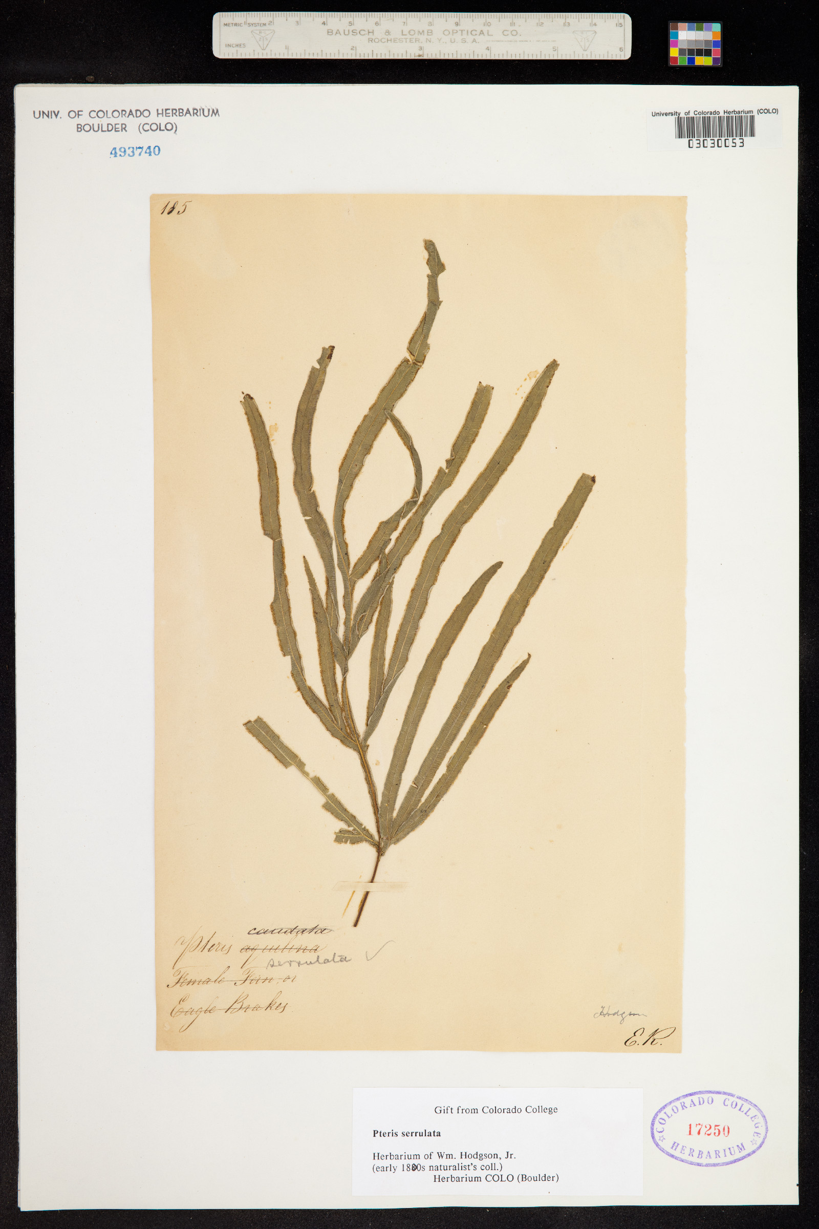 Pteris multifida image