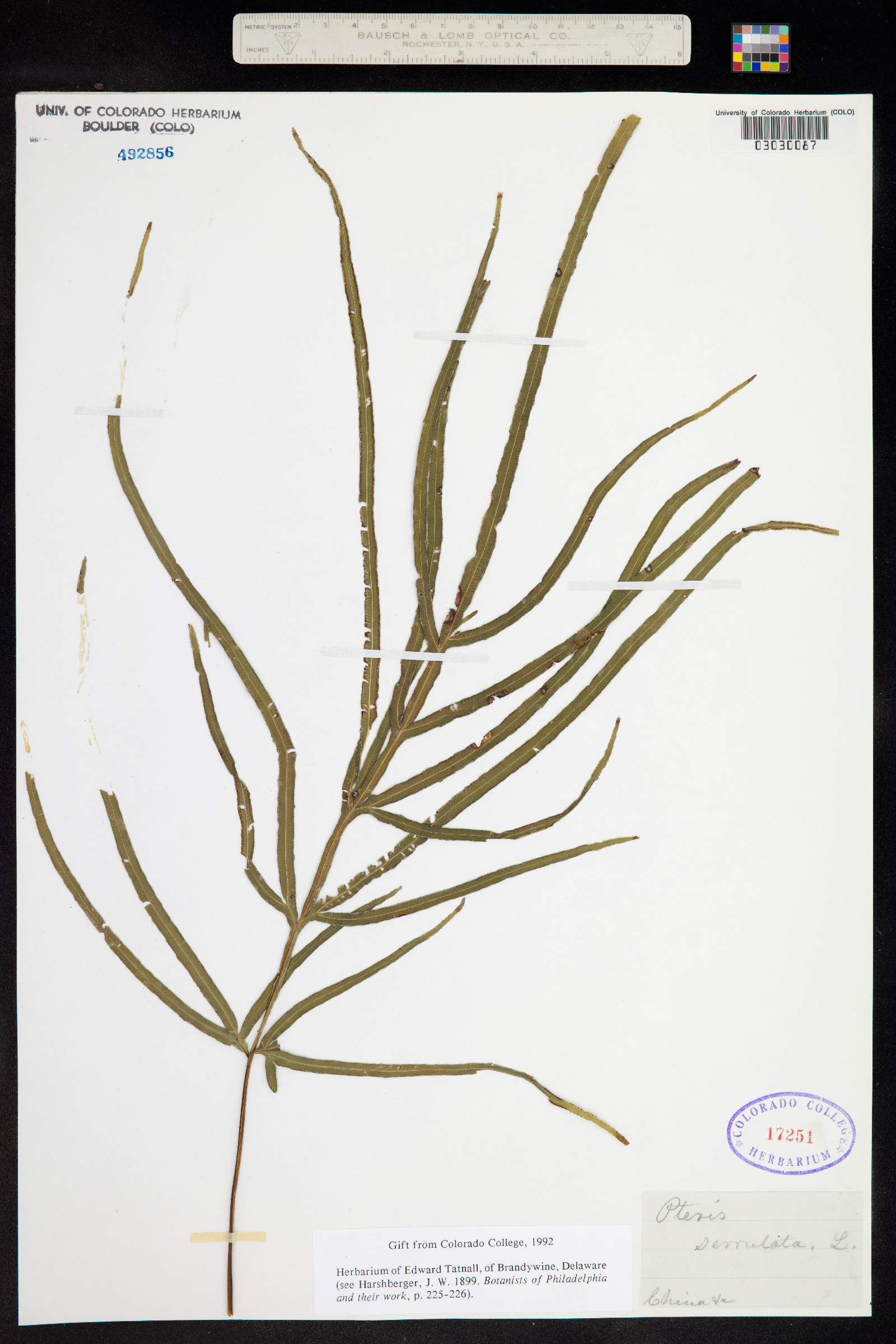 Pteris multifida image