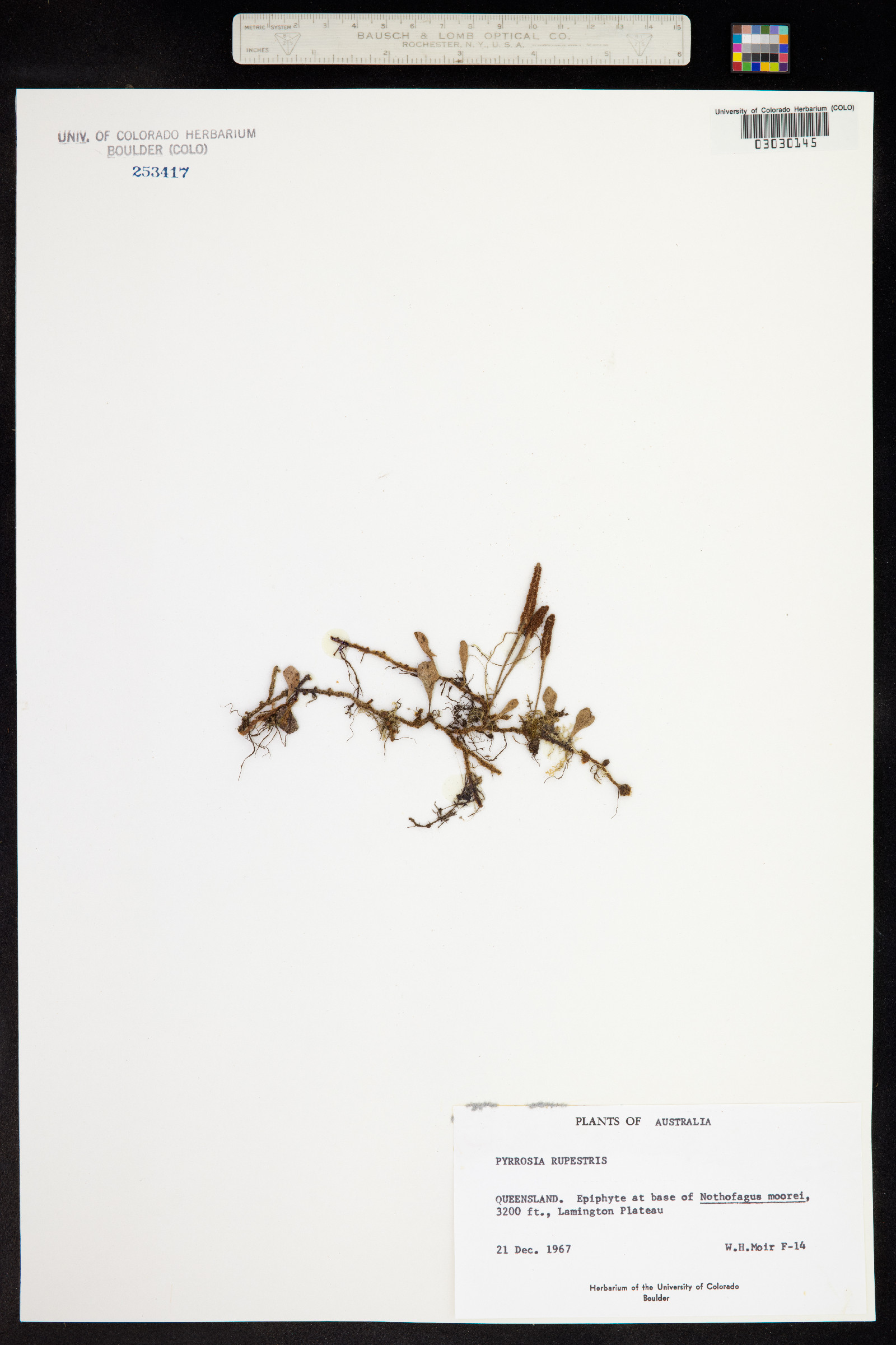 Pyrrosia rupestris image