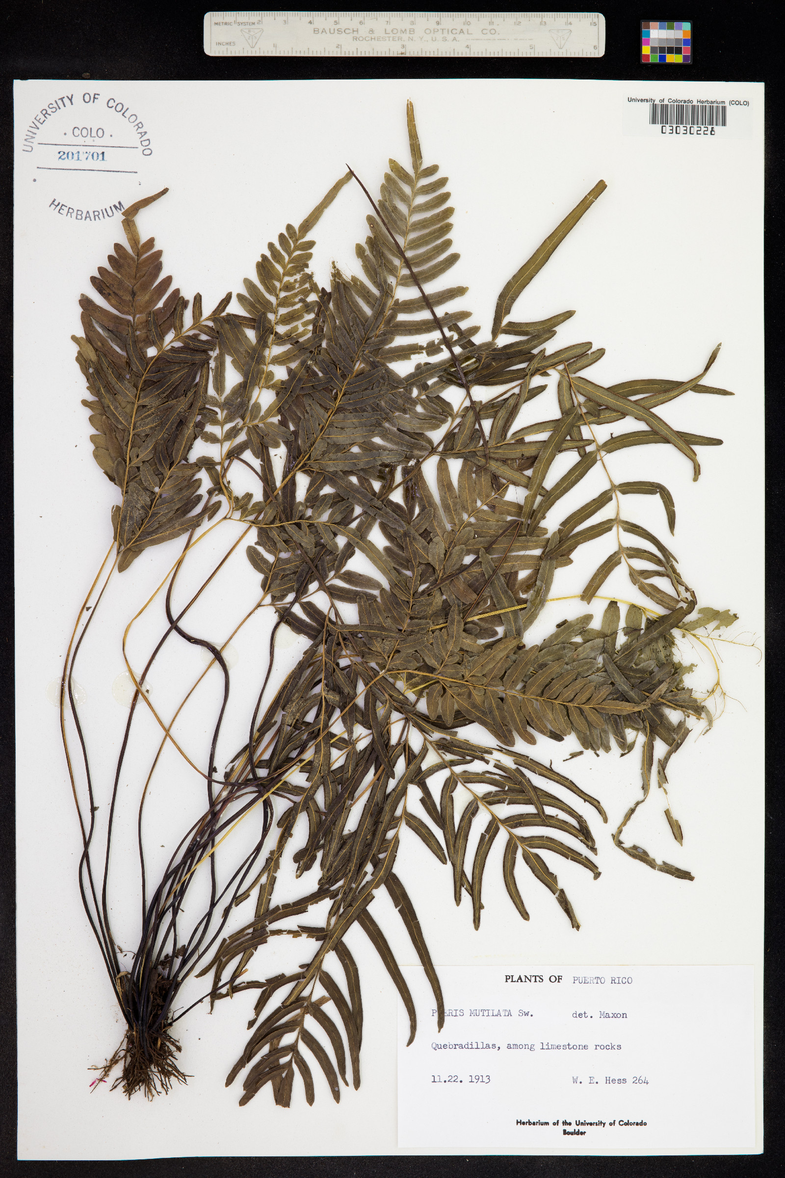 Pteris mutilata image