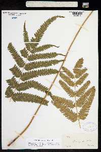 Image of Pteris pungens