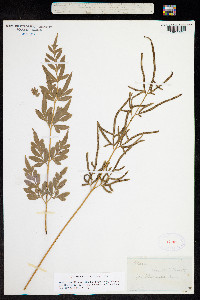 Pteris crenata image