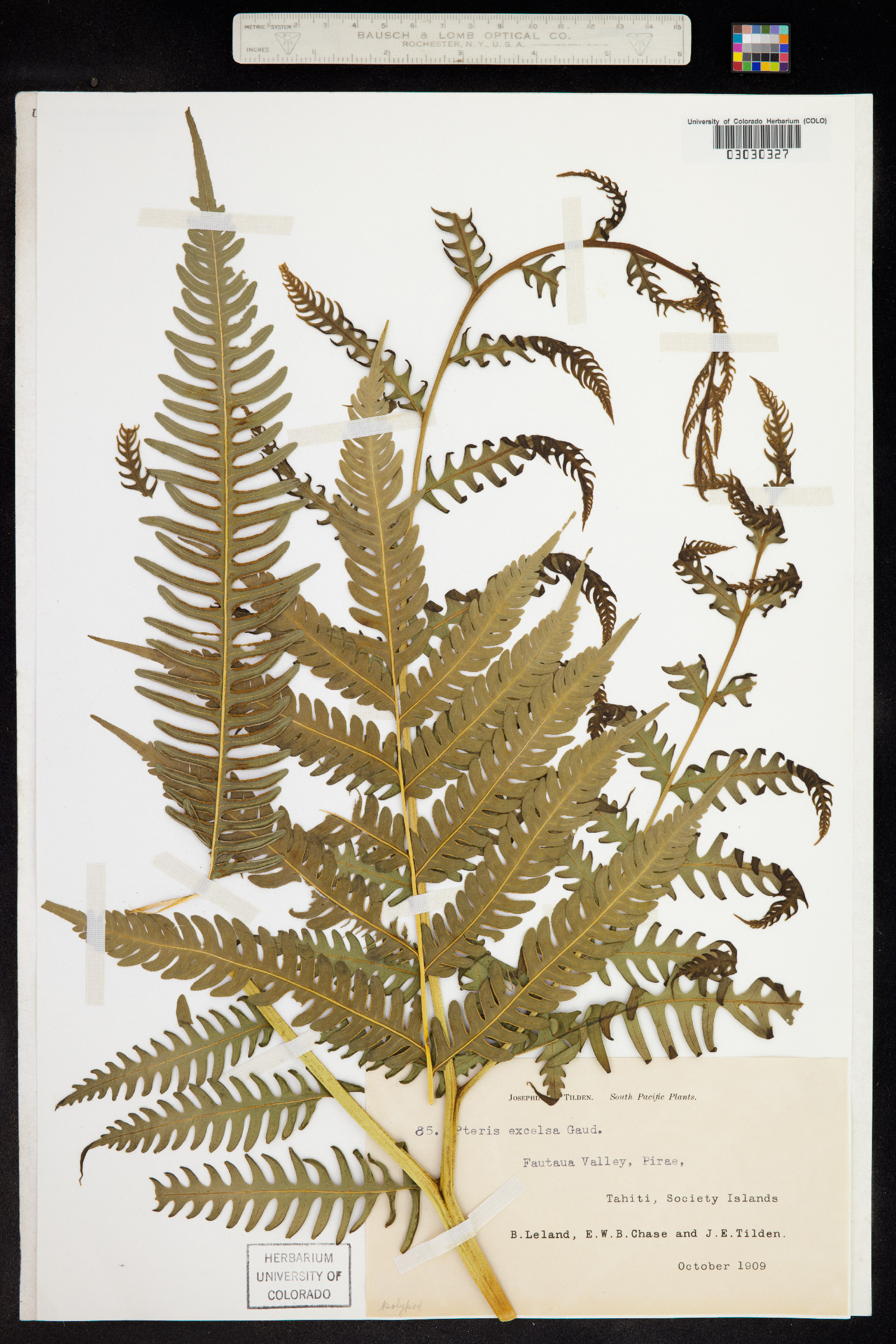 Pteris excelsa image