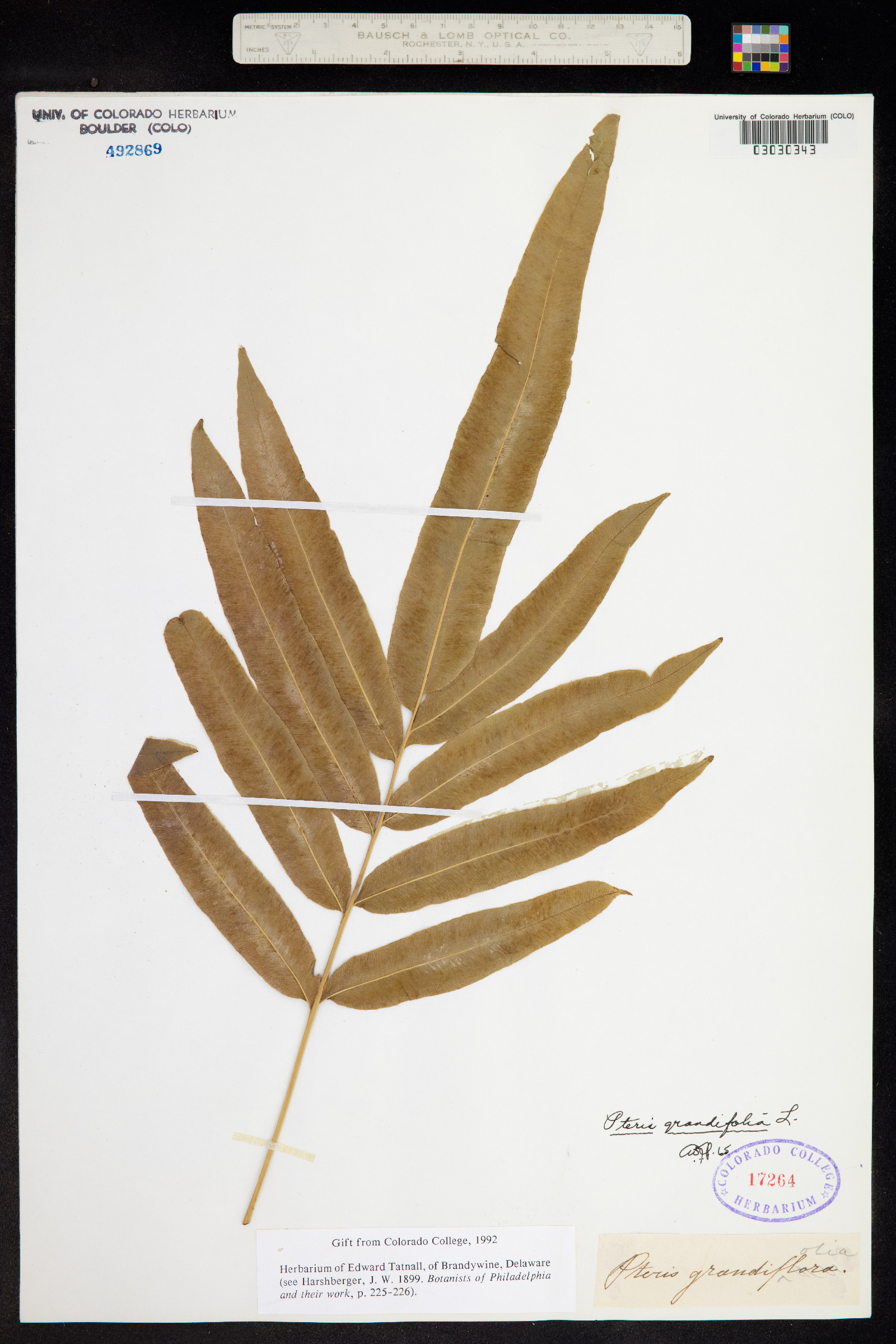 Pteris grandifolia image