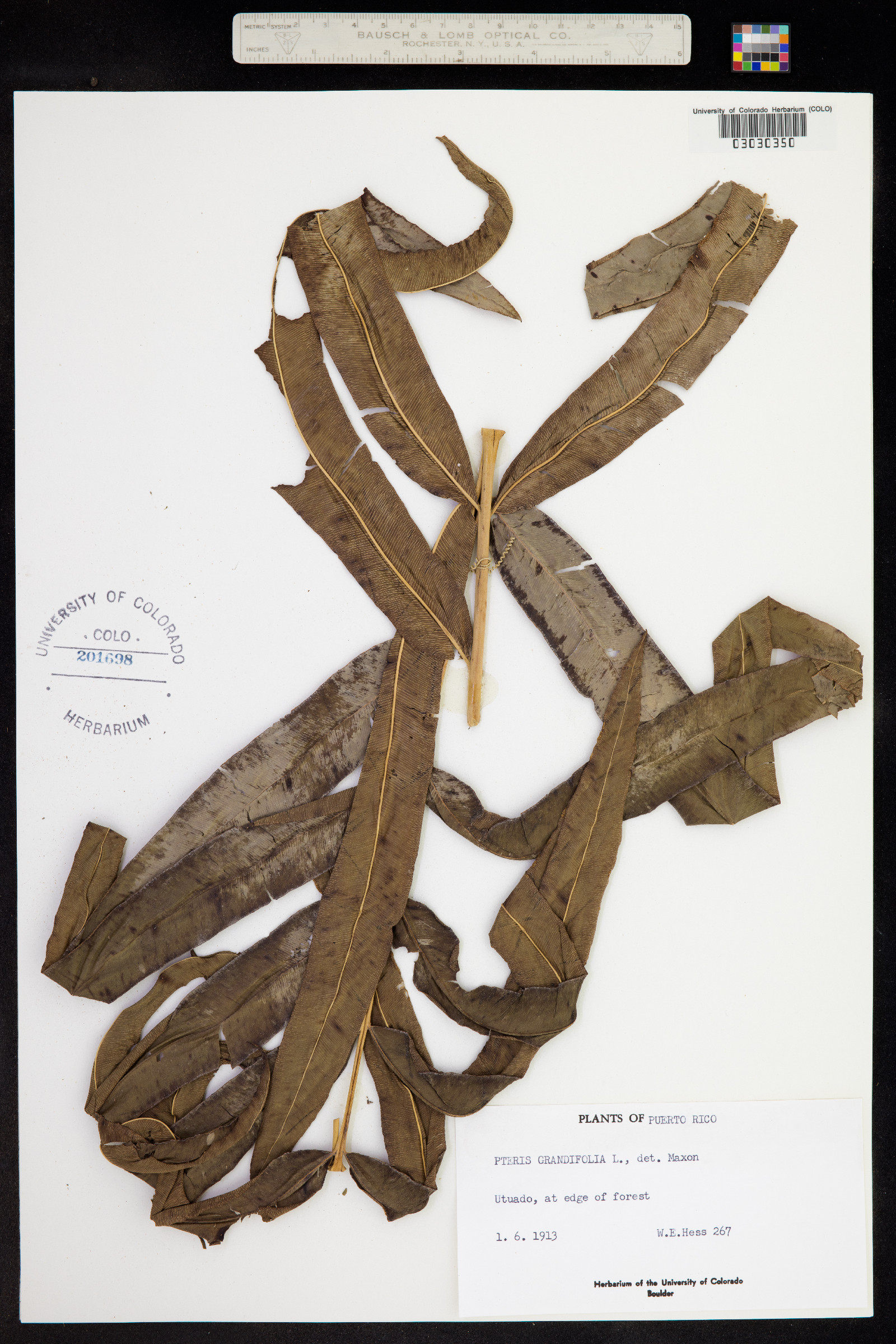 Pteris grandifolia image